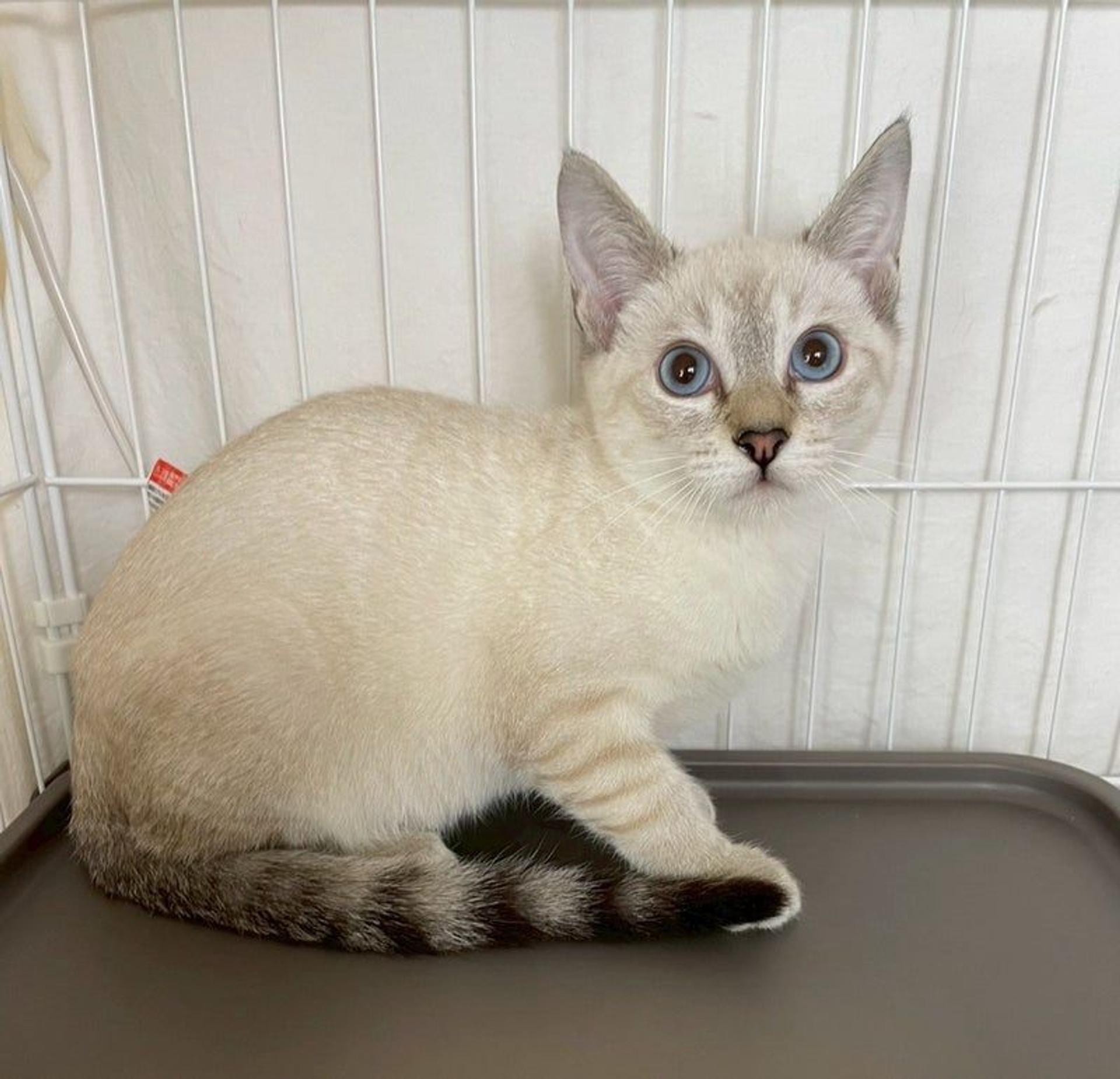 pet-image-3