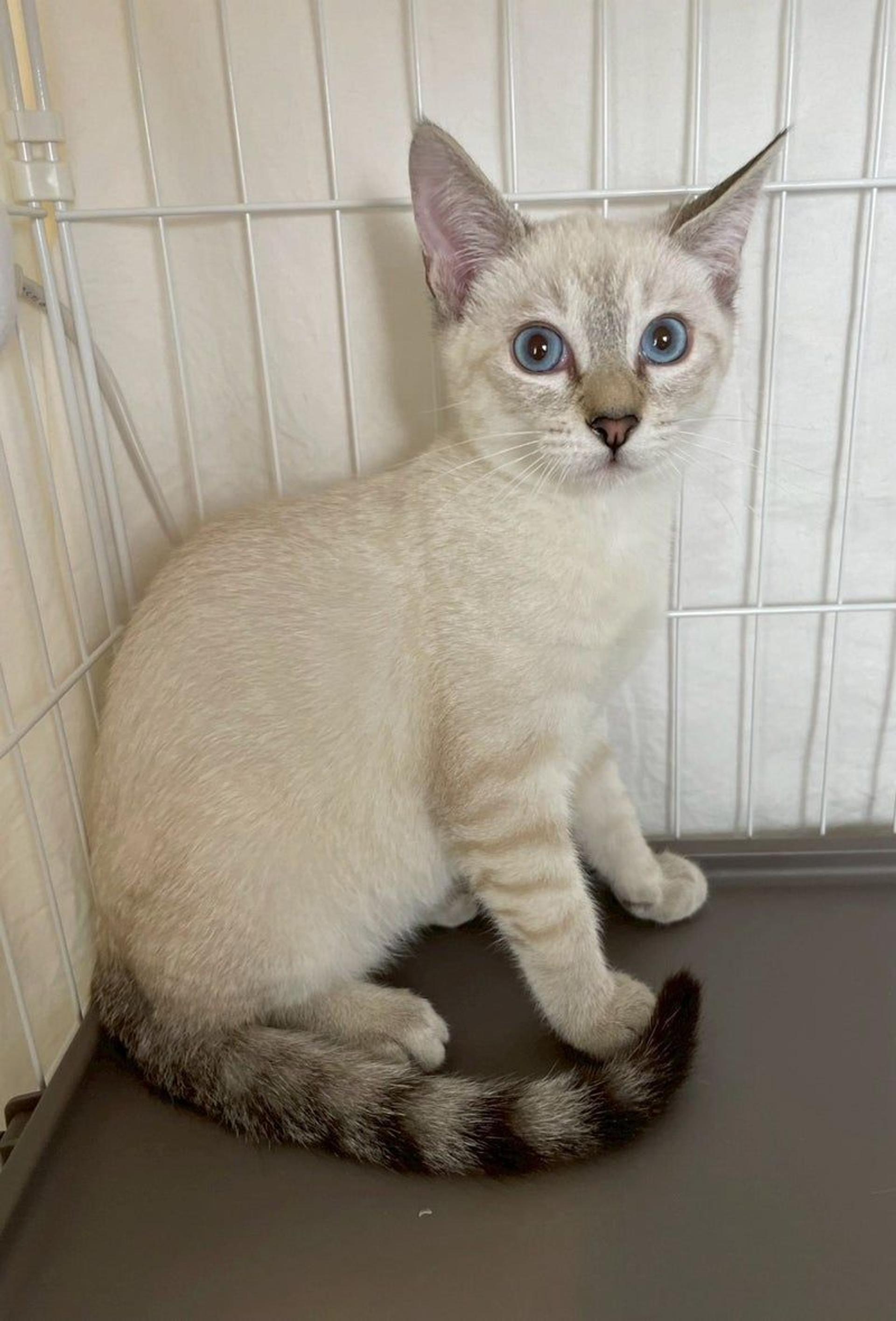pet-image-4