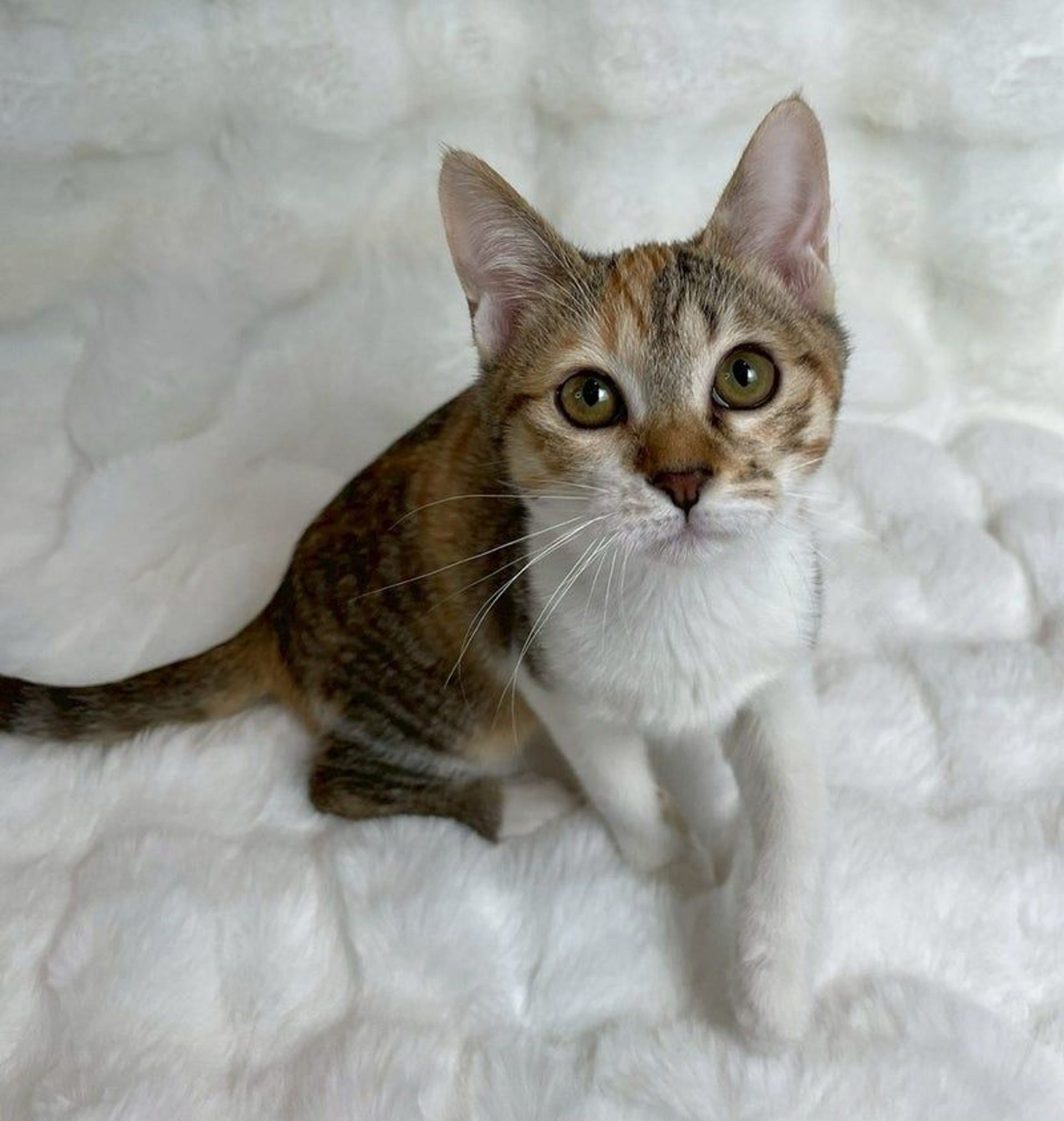 雑種（ミックス猫）・メスの里親募集の写真