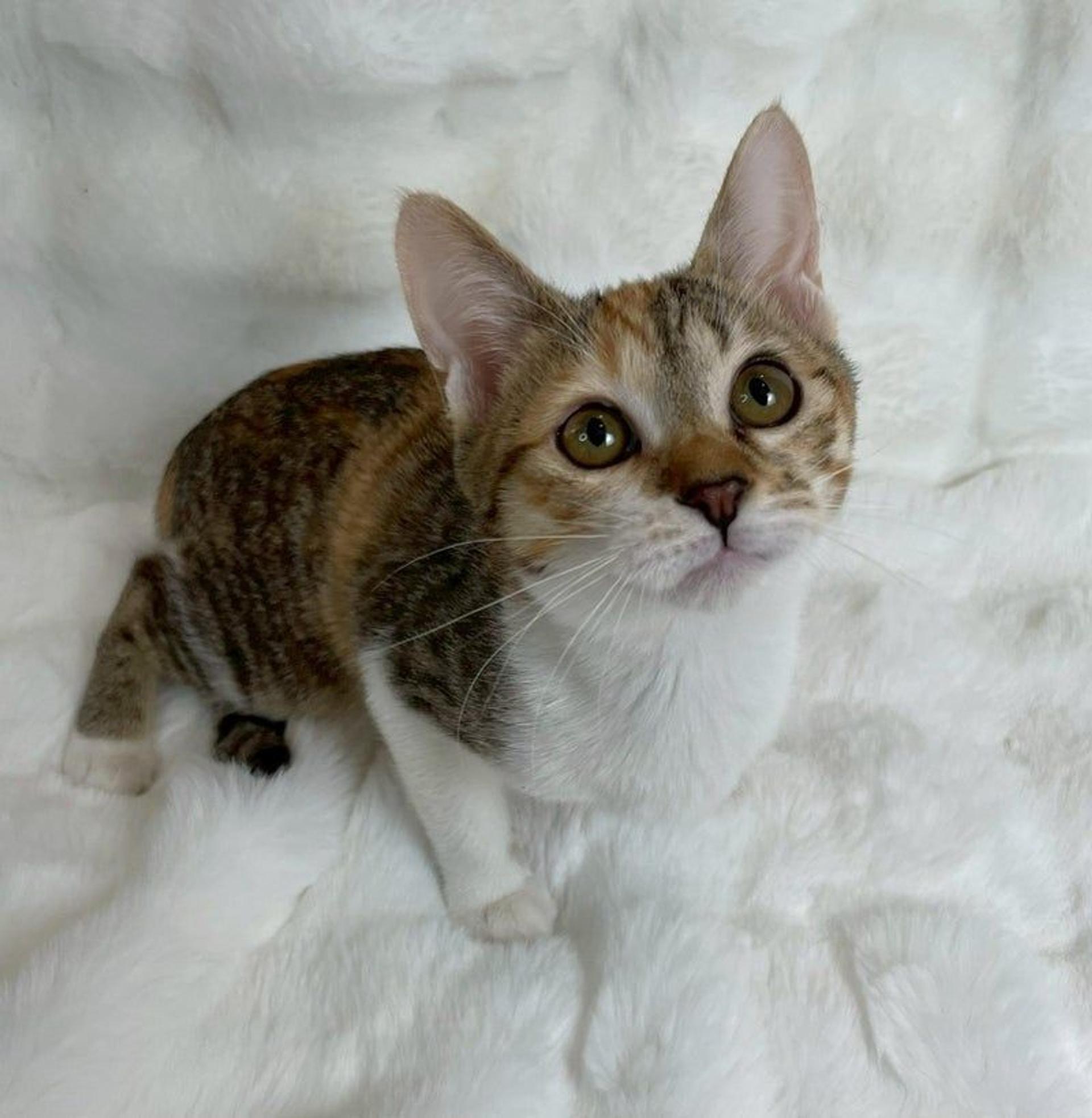 pet-image-3