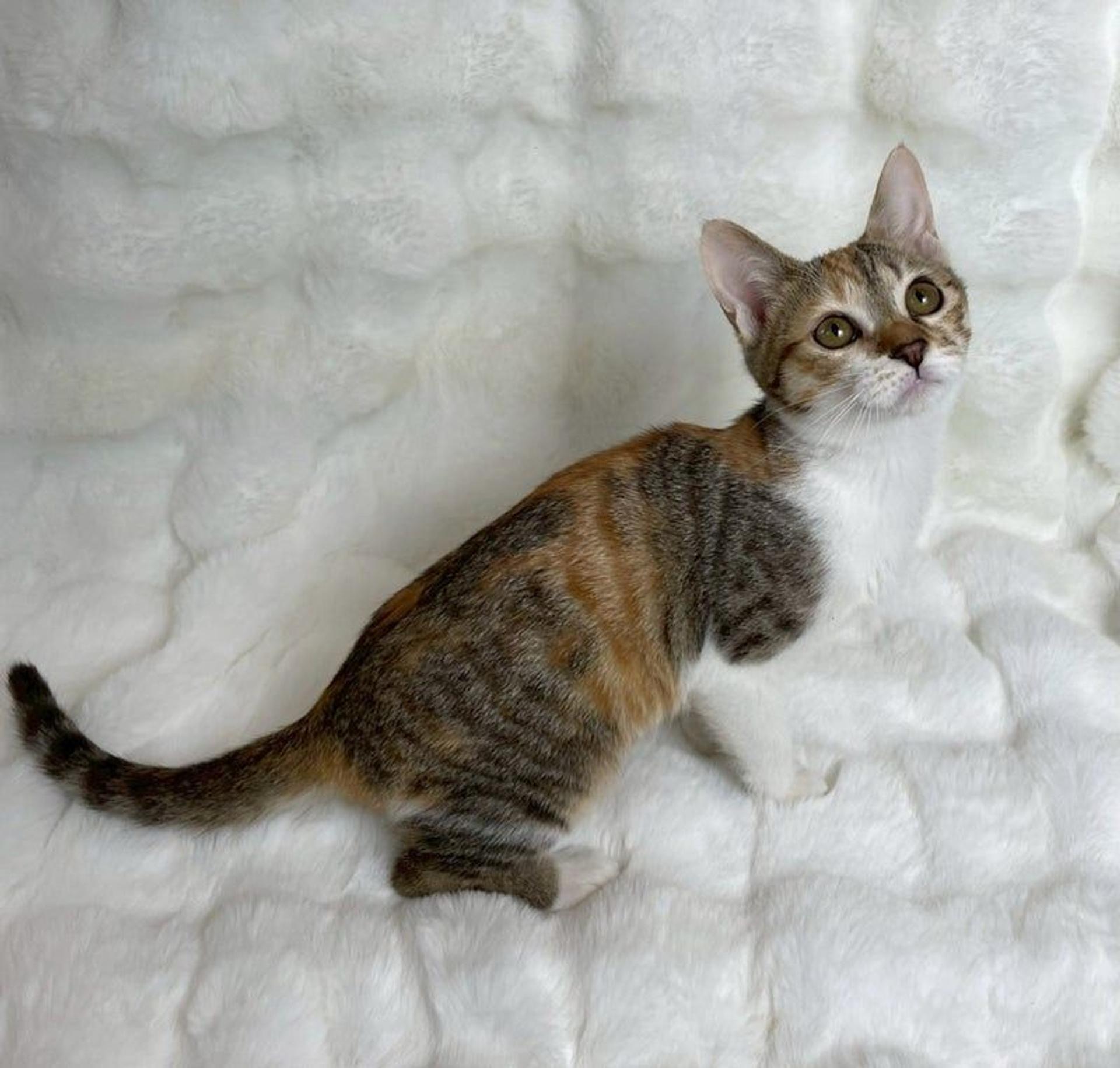 pet-image-4