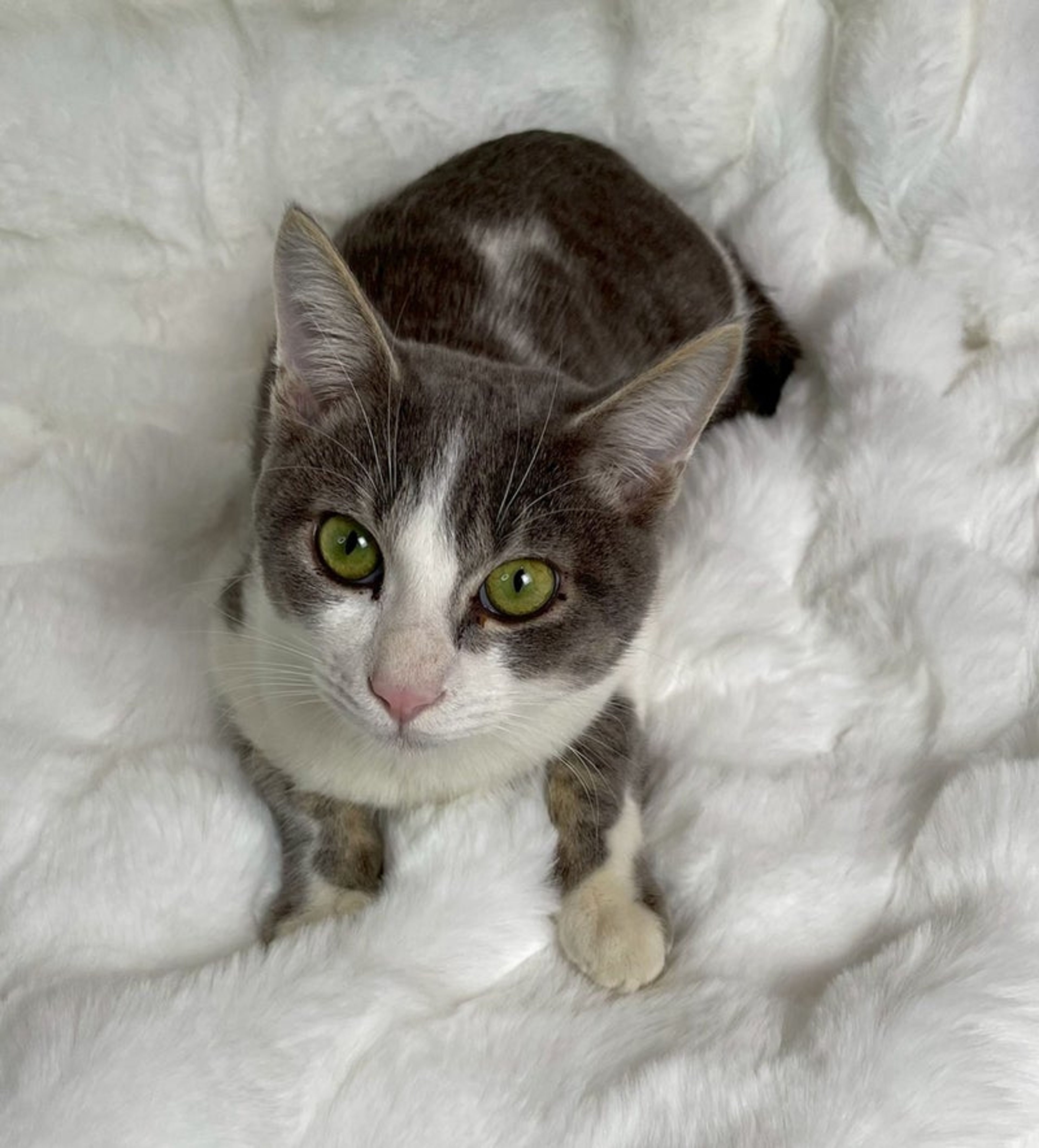 雑種（ミックス猫）・オスの里親募集の写真