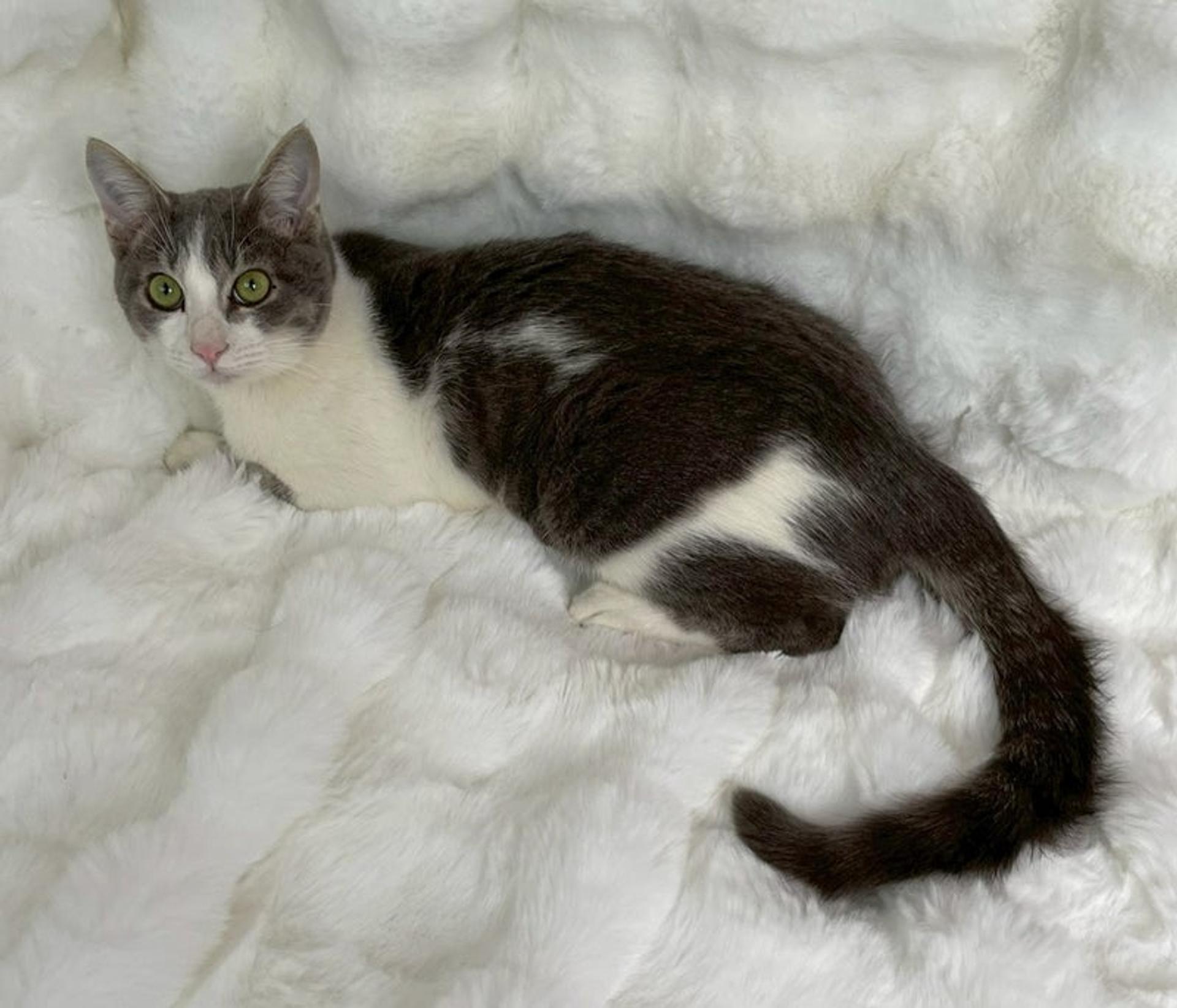 pet-image-4