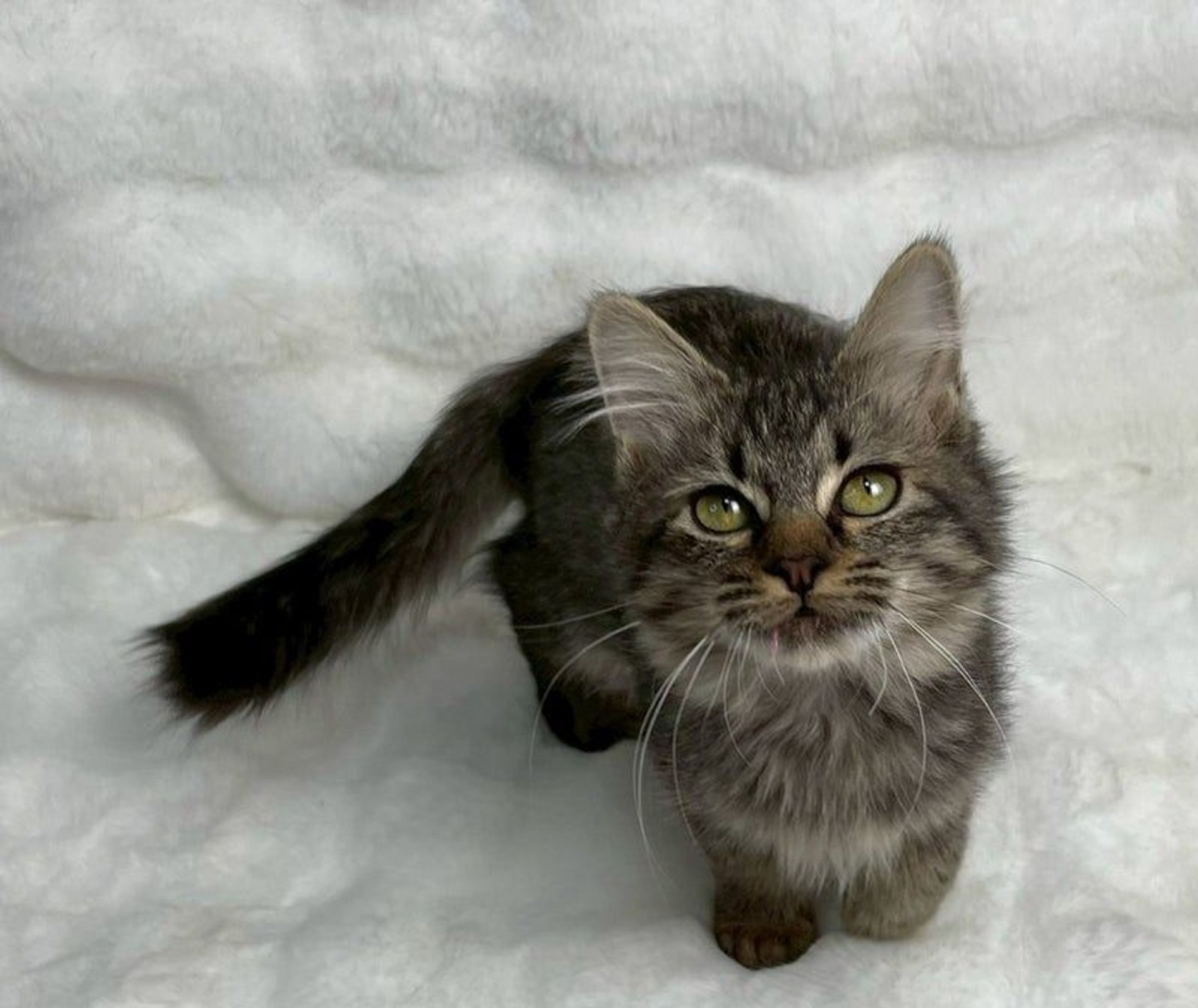 雑種（ミックス猫）・メスの里親募集の写真