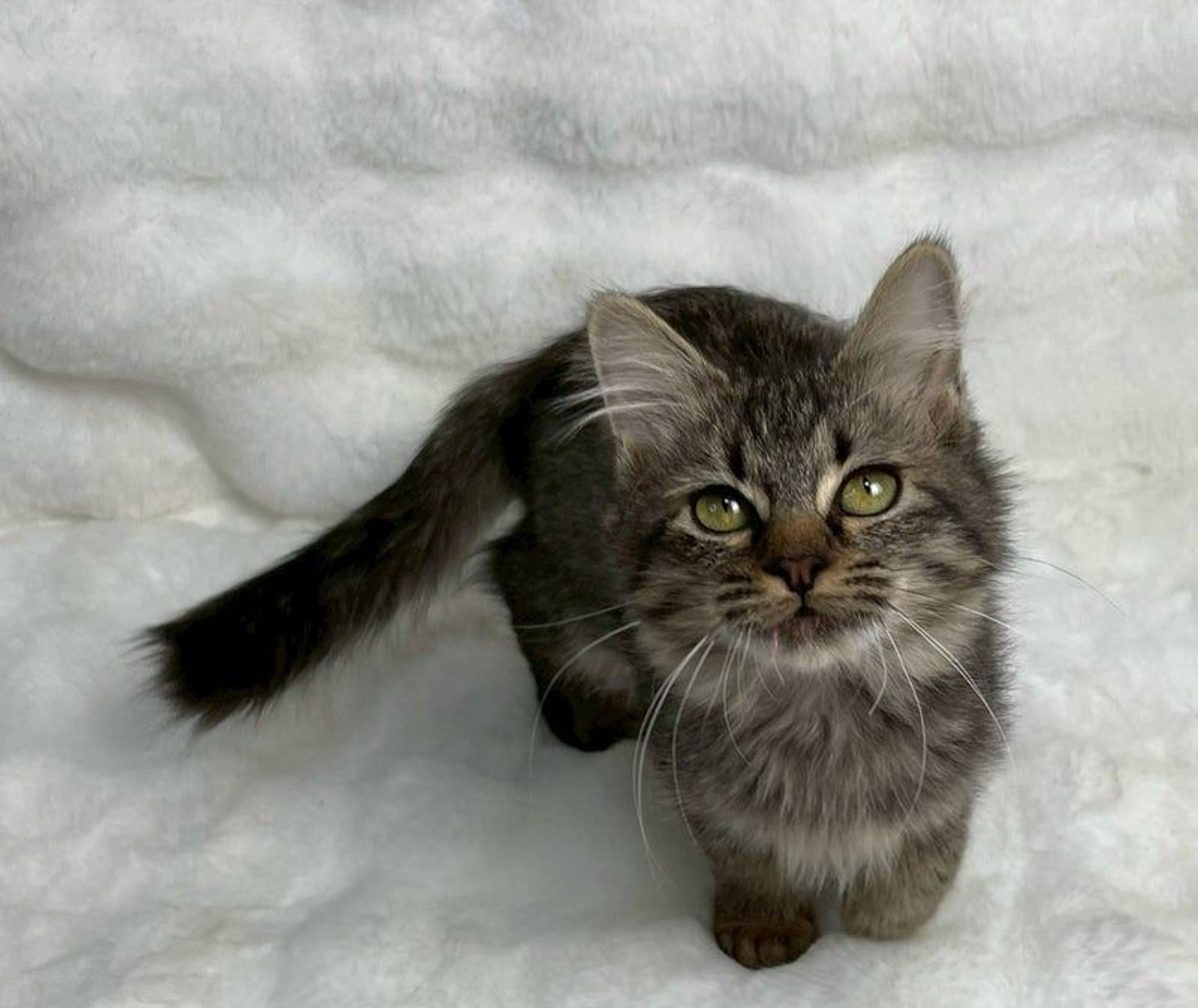 雑種（ミックス猫）・メスの里親募集の写真