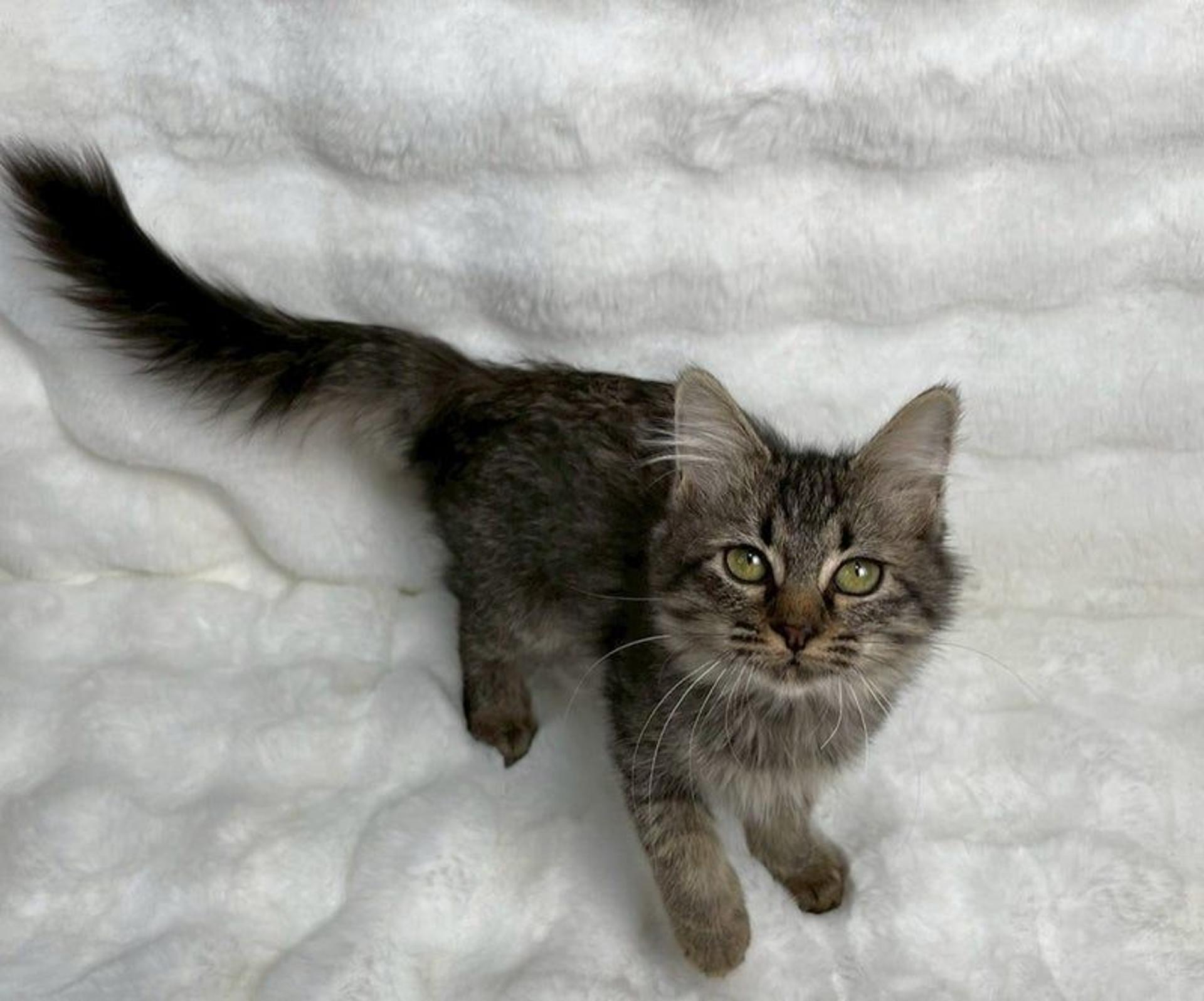 pet-image-3