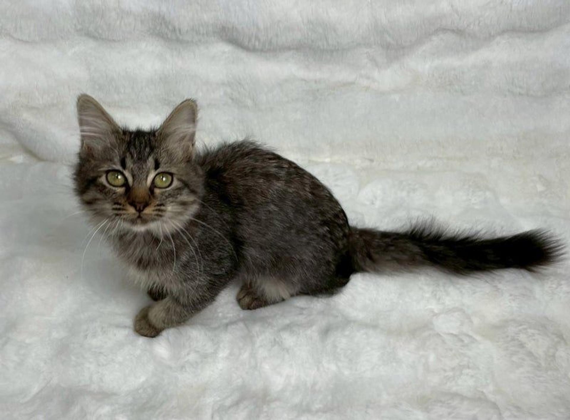 pet-image-4