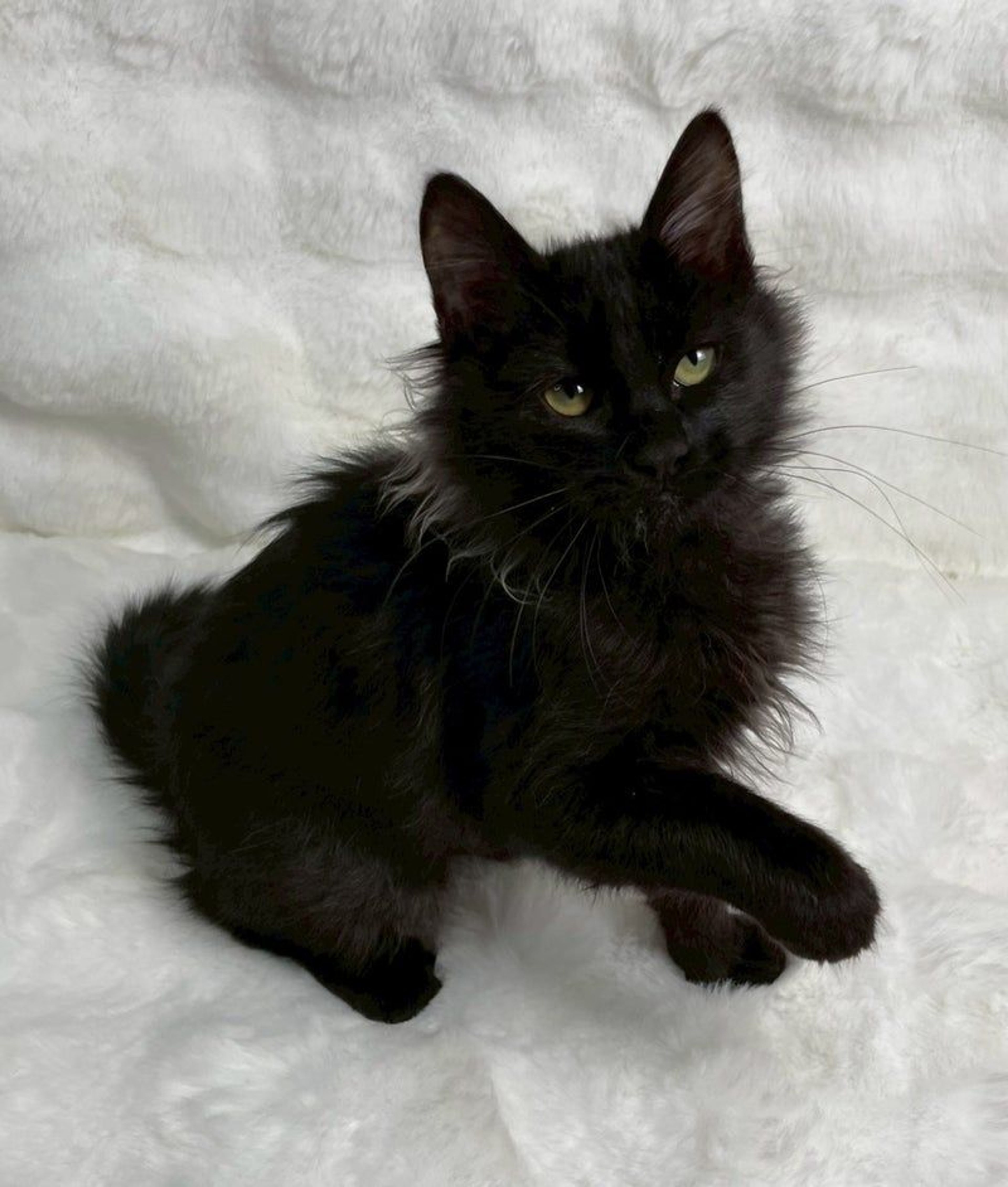 雑種（ミックス猫）・オスの里親募集の写真