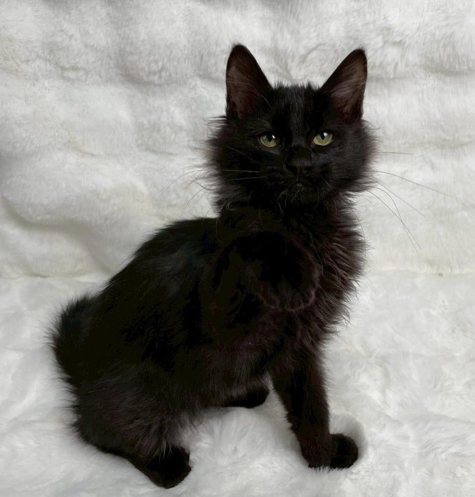pet-image-4