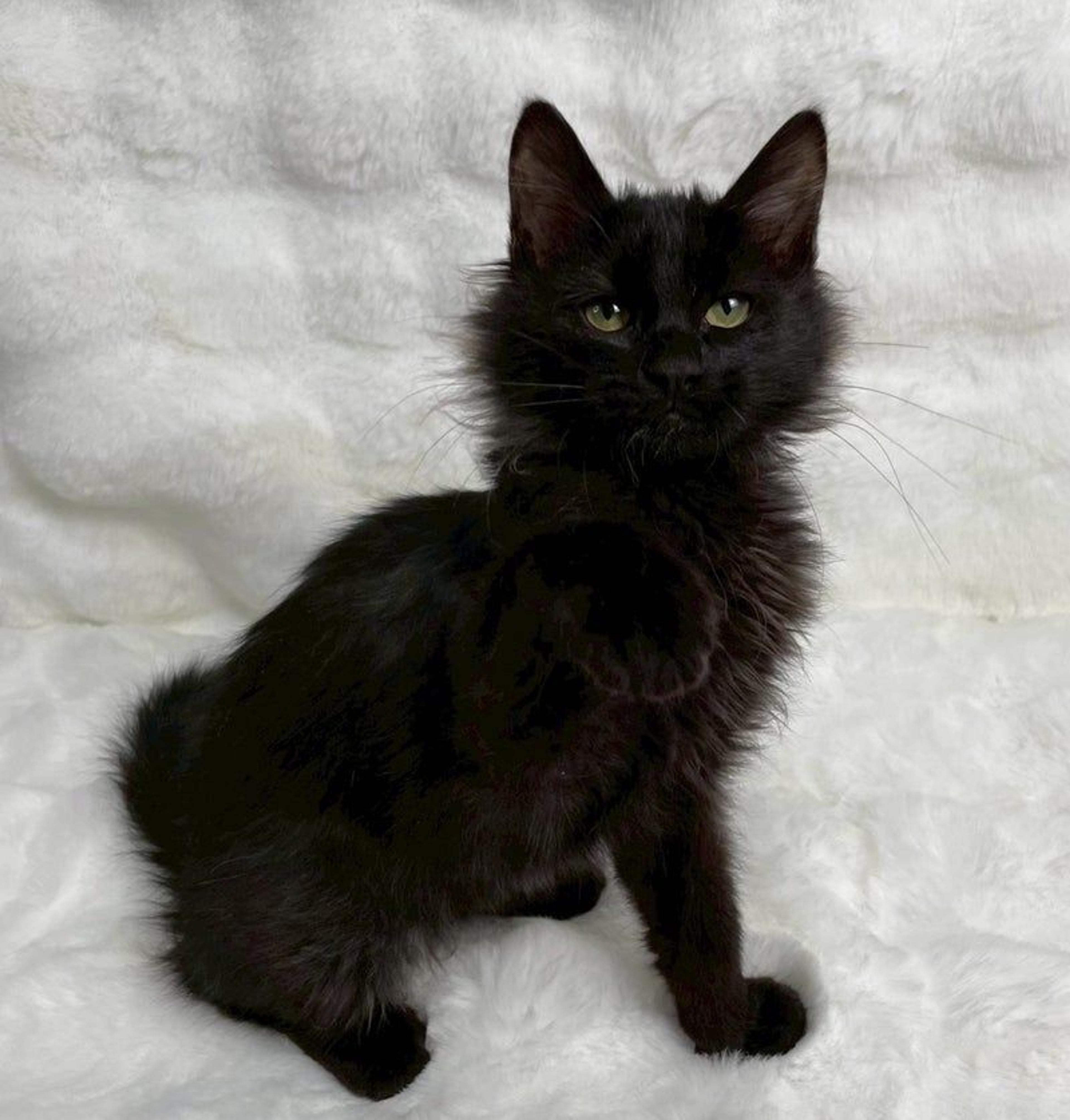 pet-image-4