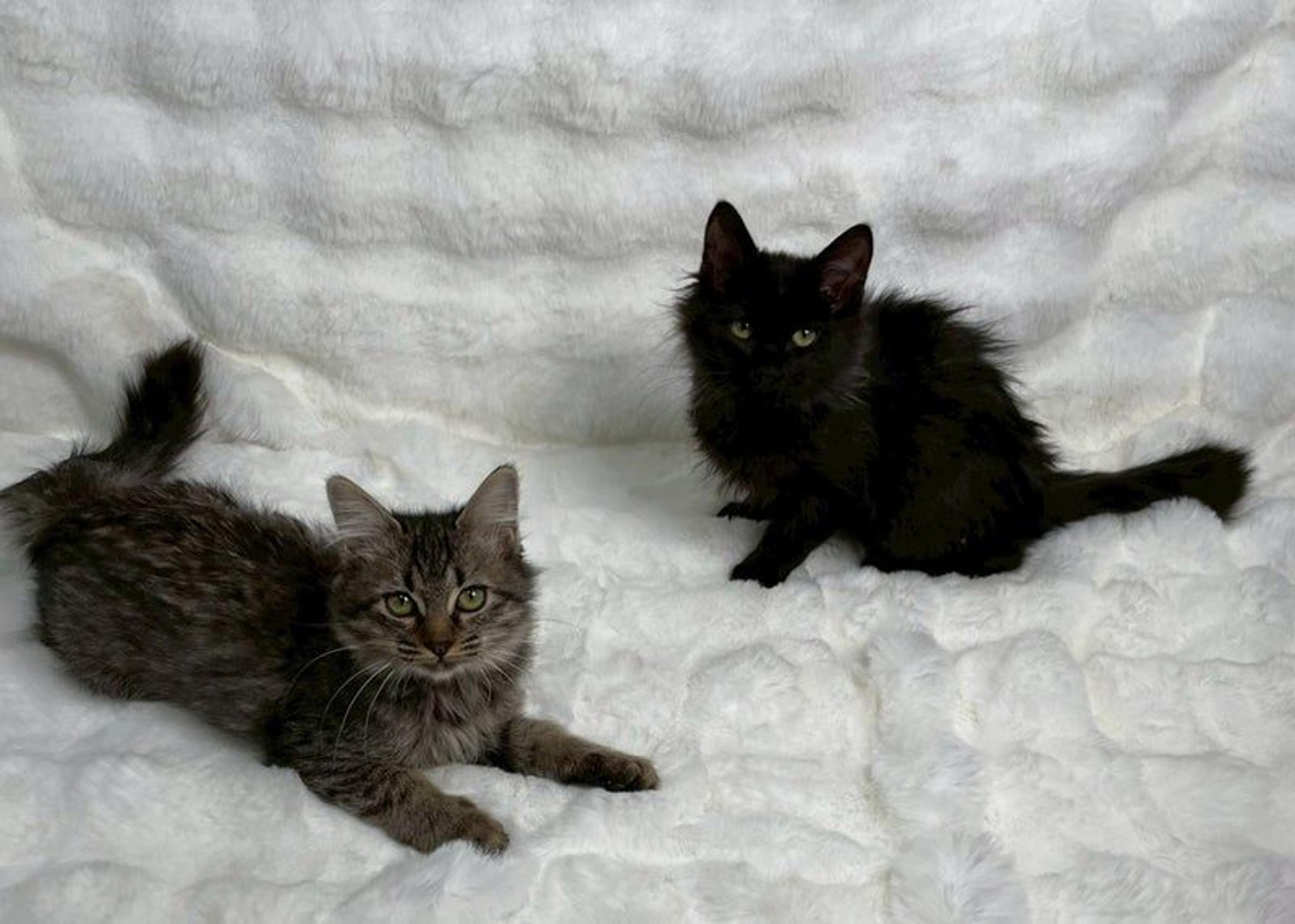 pet-image-5