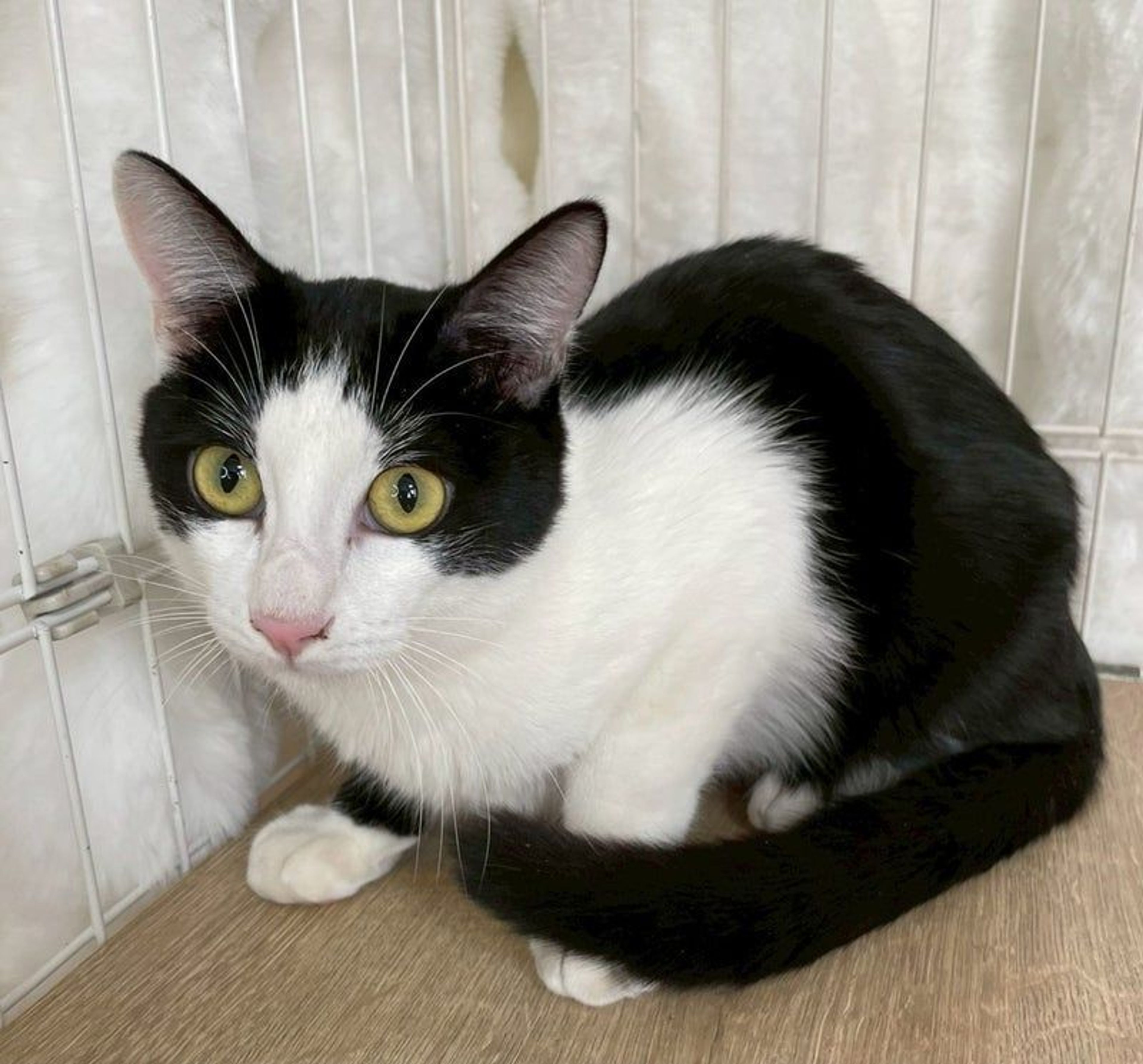 雑種（ミックス猫）・オスの里親募集の写真