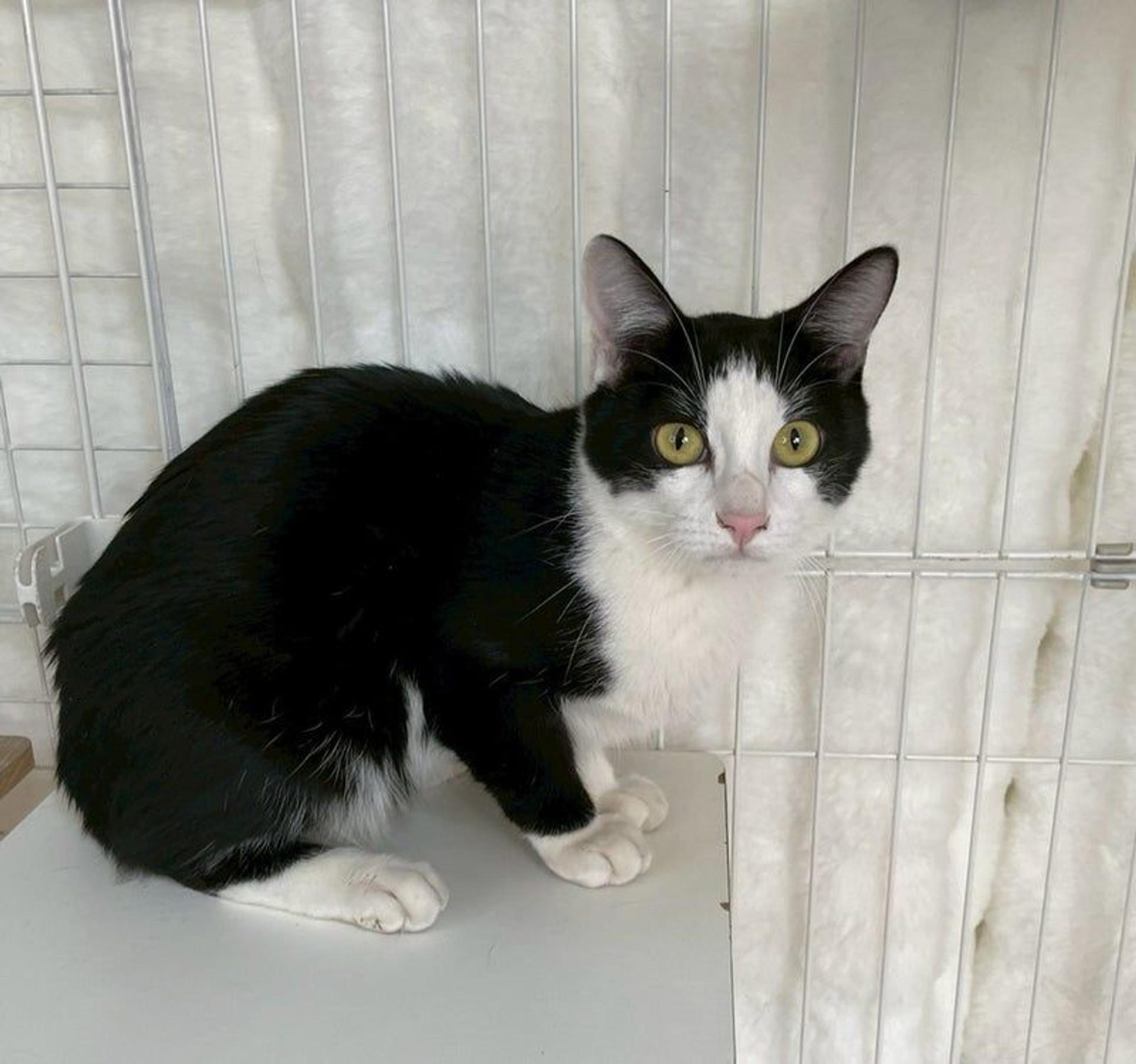pet-image-2