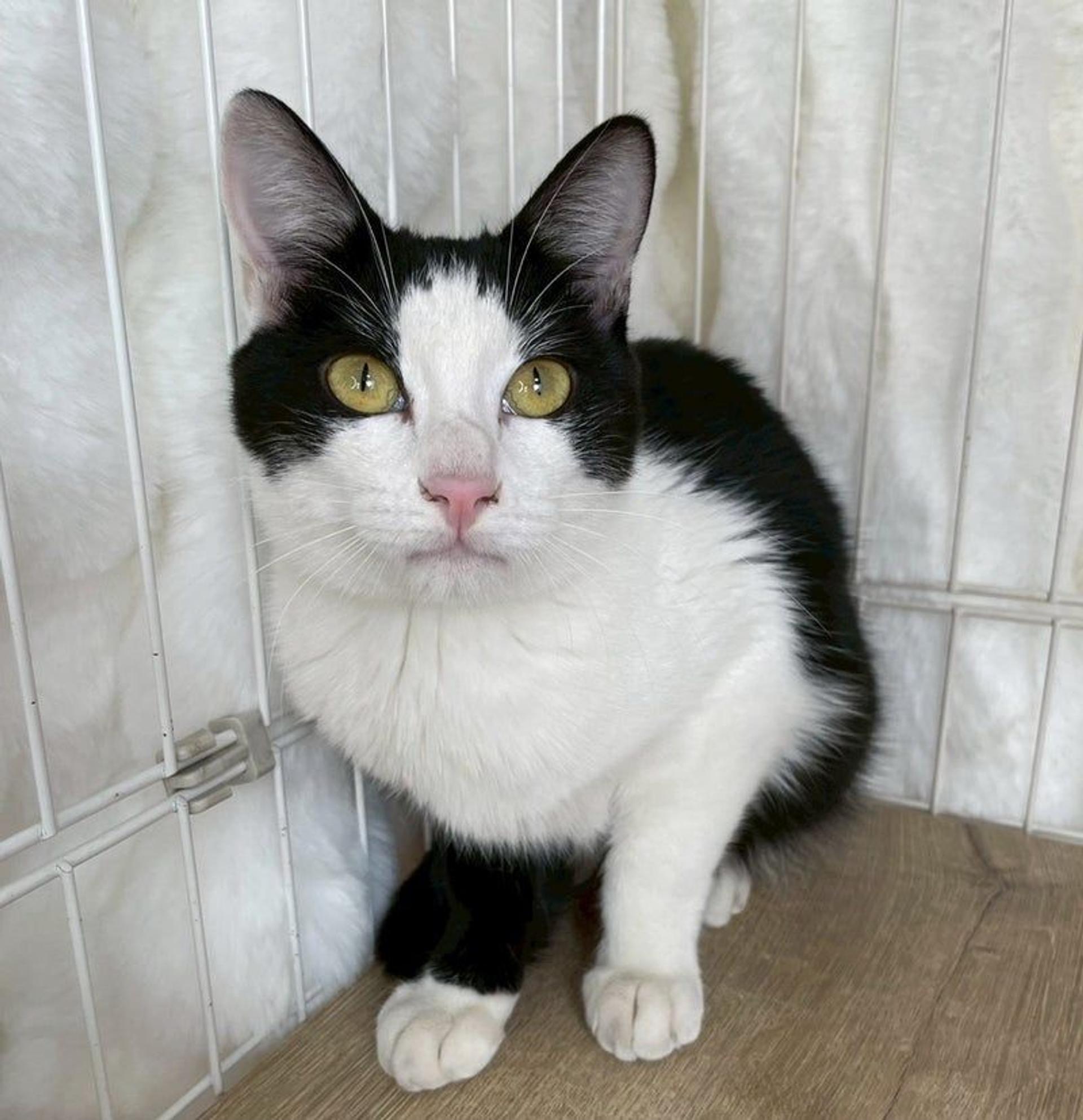 pet-image-3