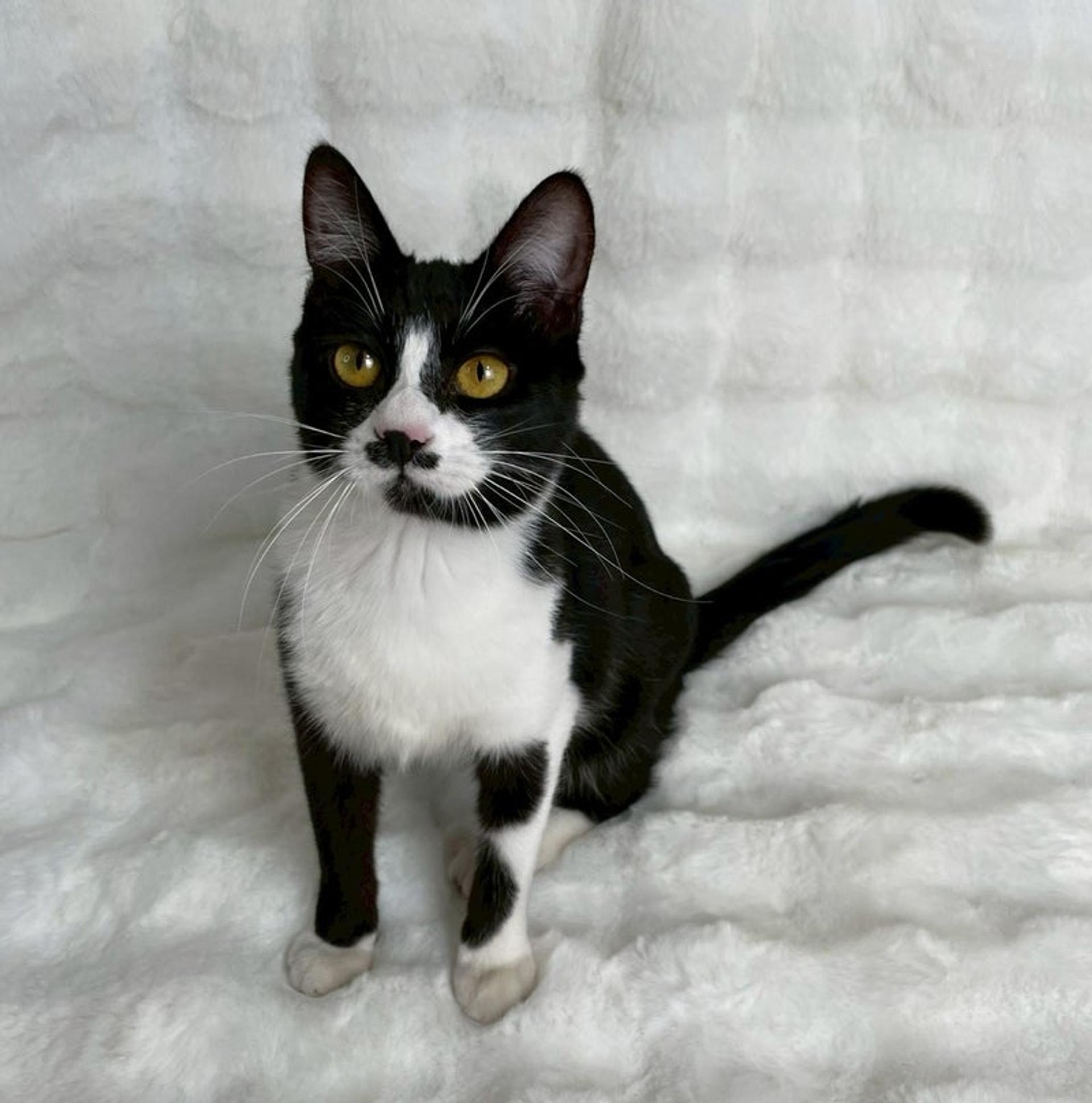 pet-image-2