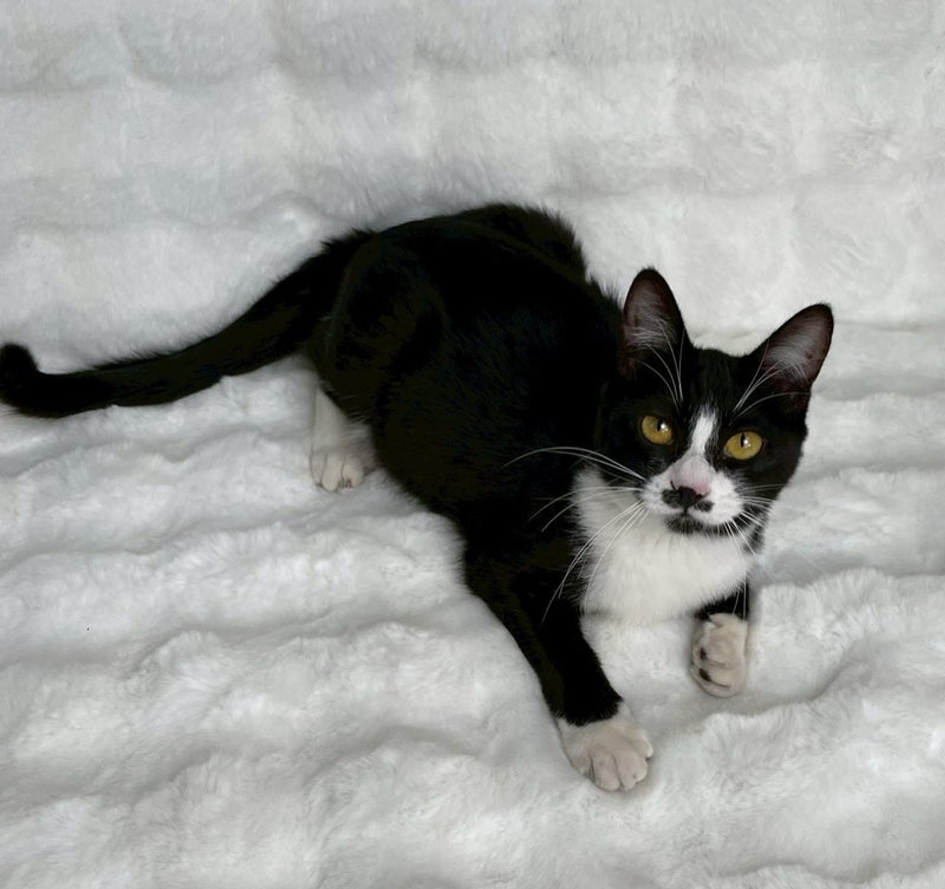 pet-image-3