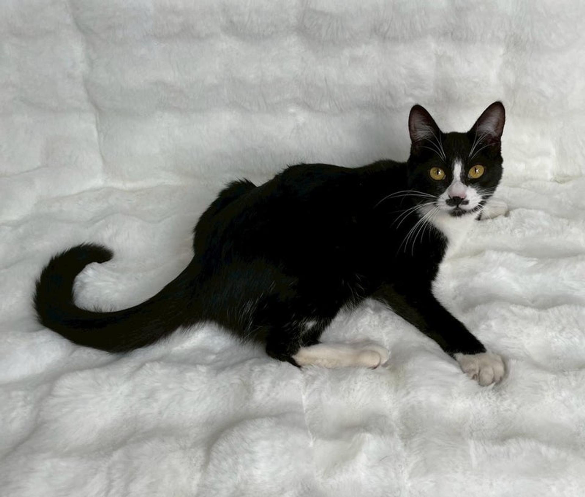 pet-image-4