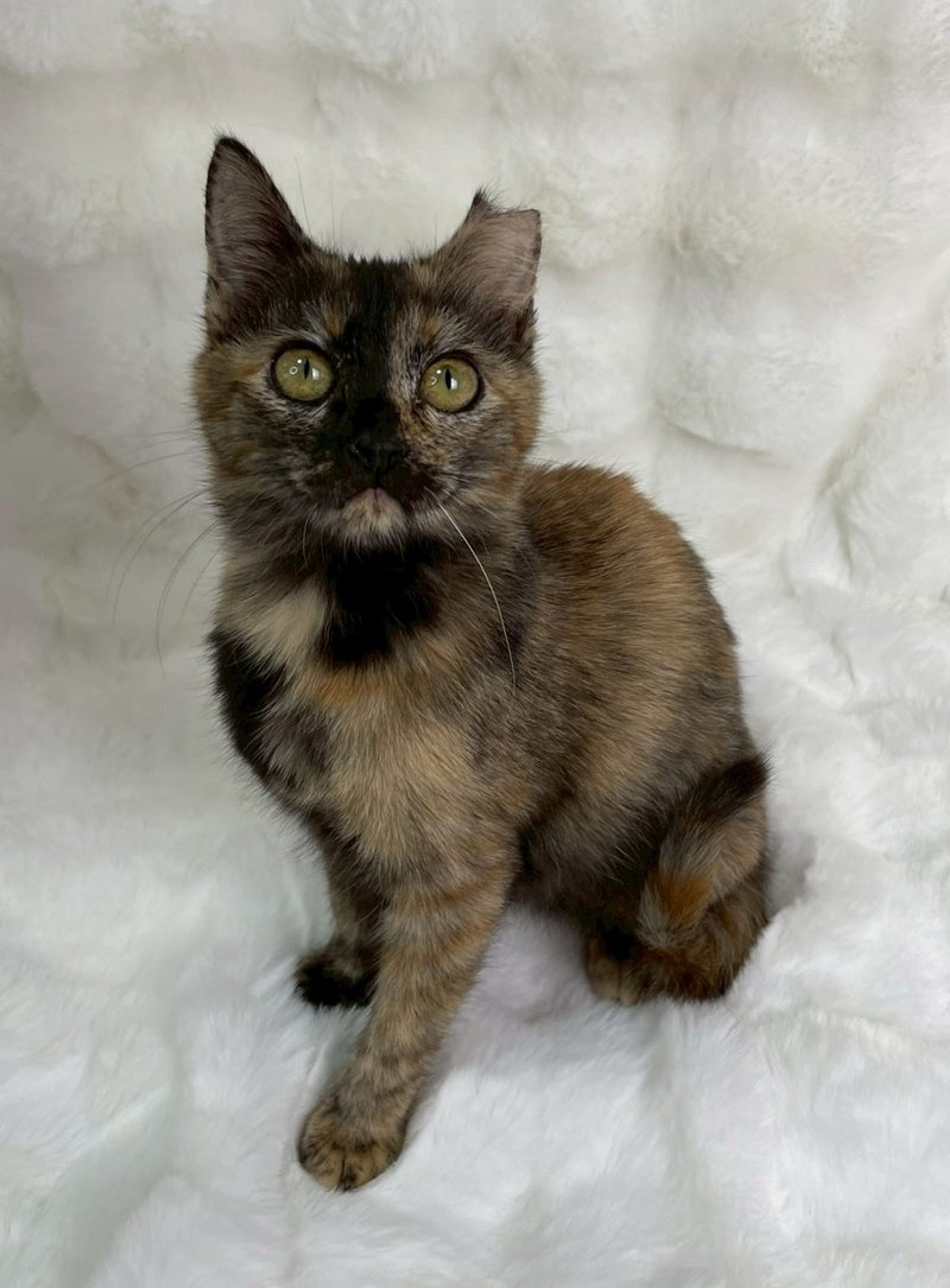 雑種（ミックス猫）・メスの里親募集の写真