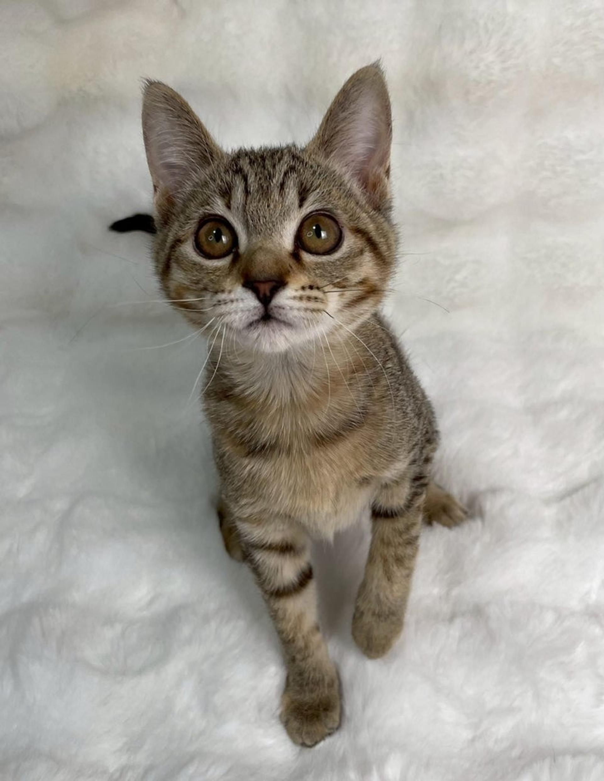 pet-image-4