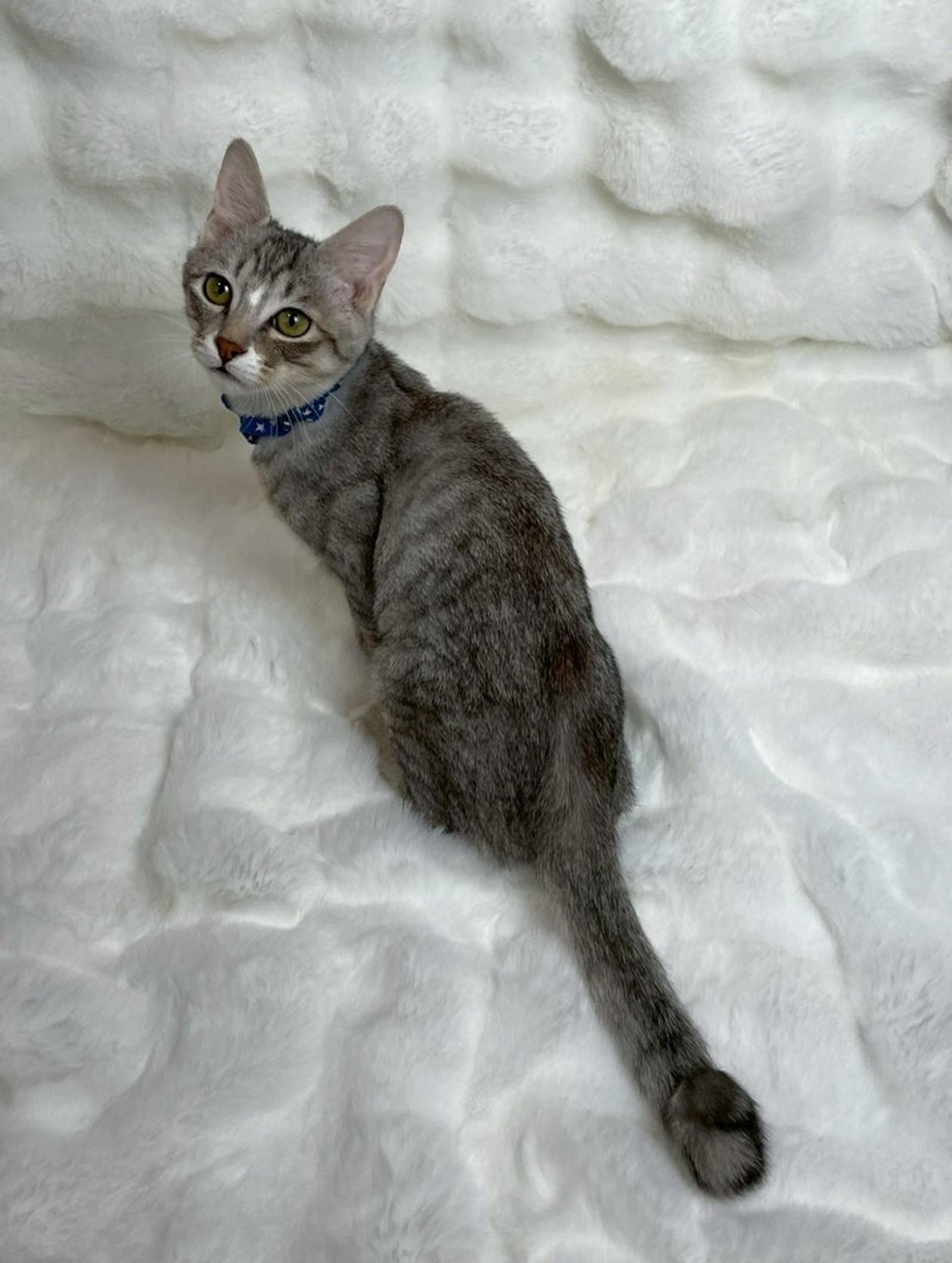 pet-image-4