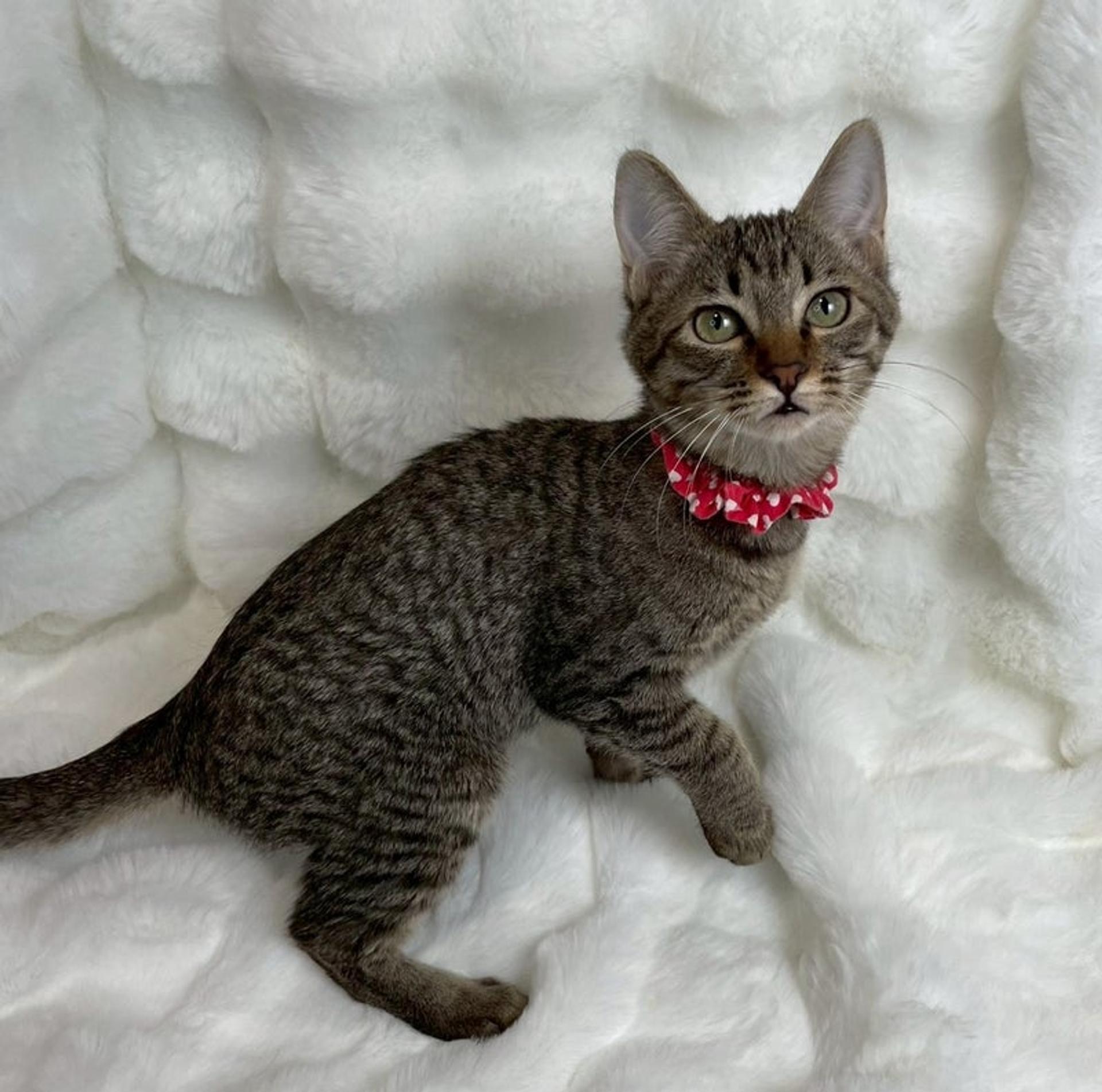 pet-image-3