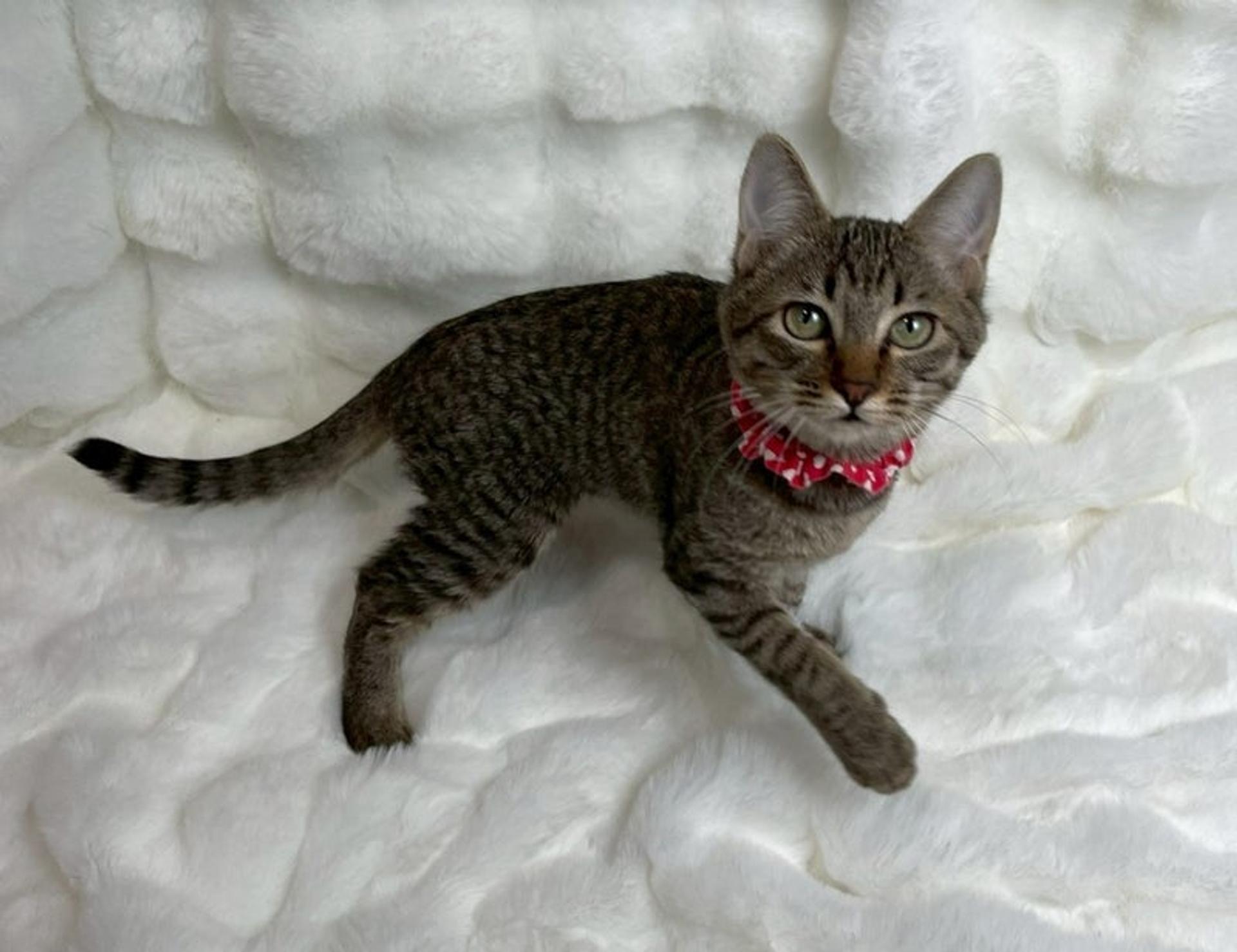 pet-image-4