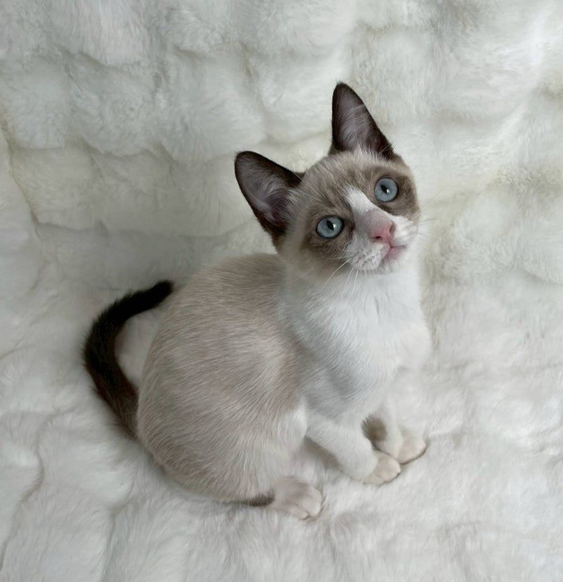雑種（ミックス猫）・オスの里親募集の写真
