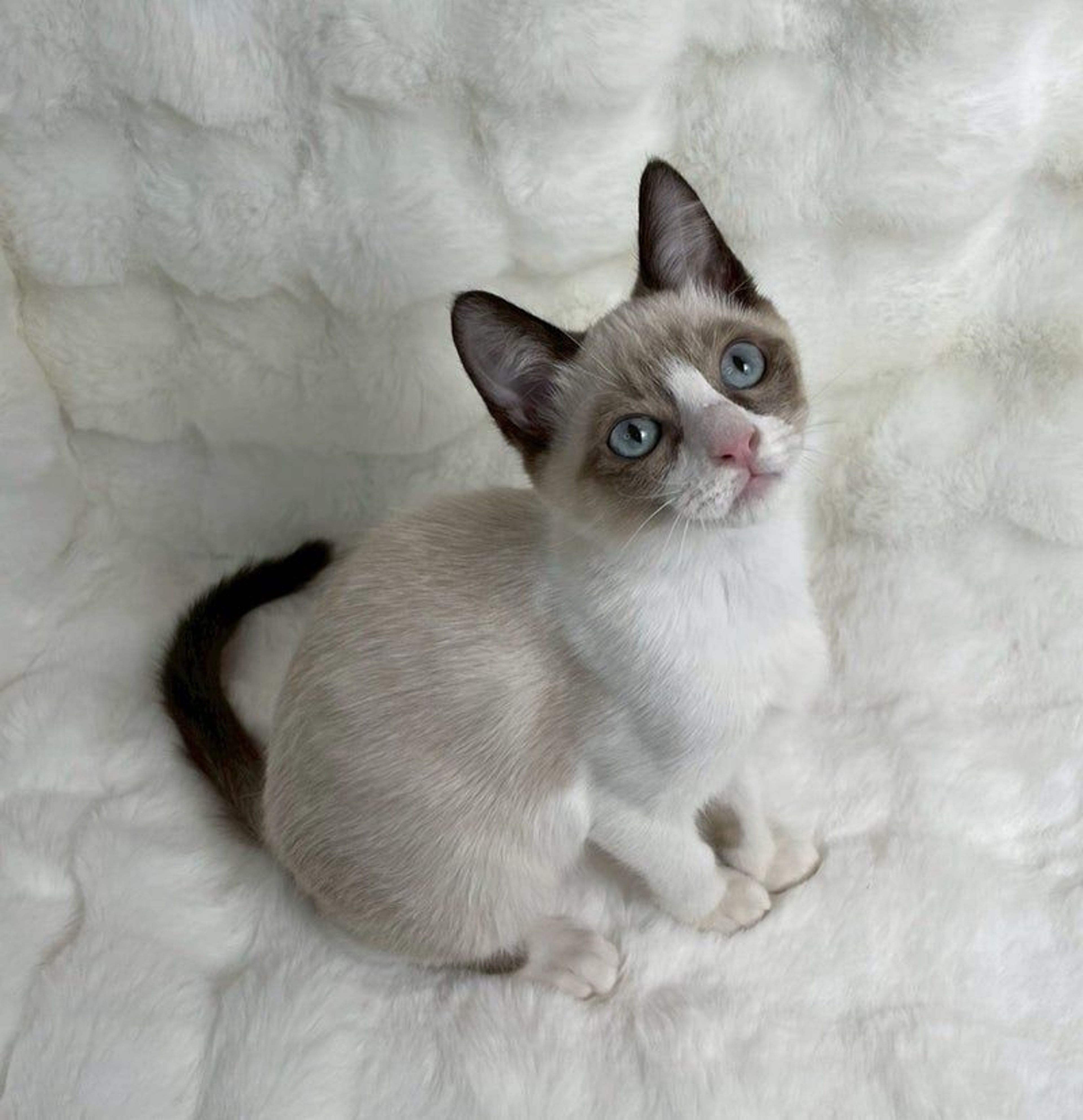 雑種（ミックス猫）・オスの里親募集の写真