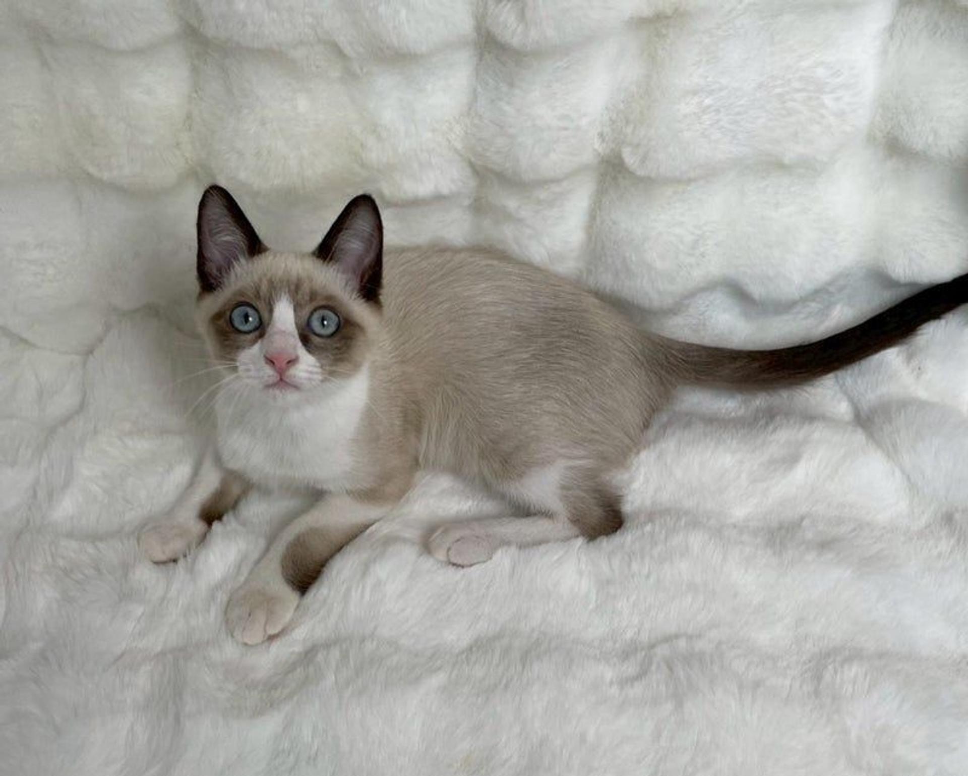 pet-image-4