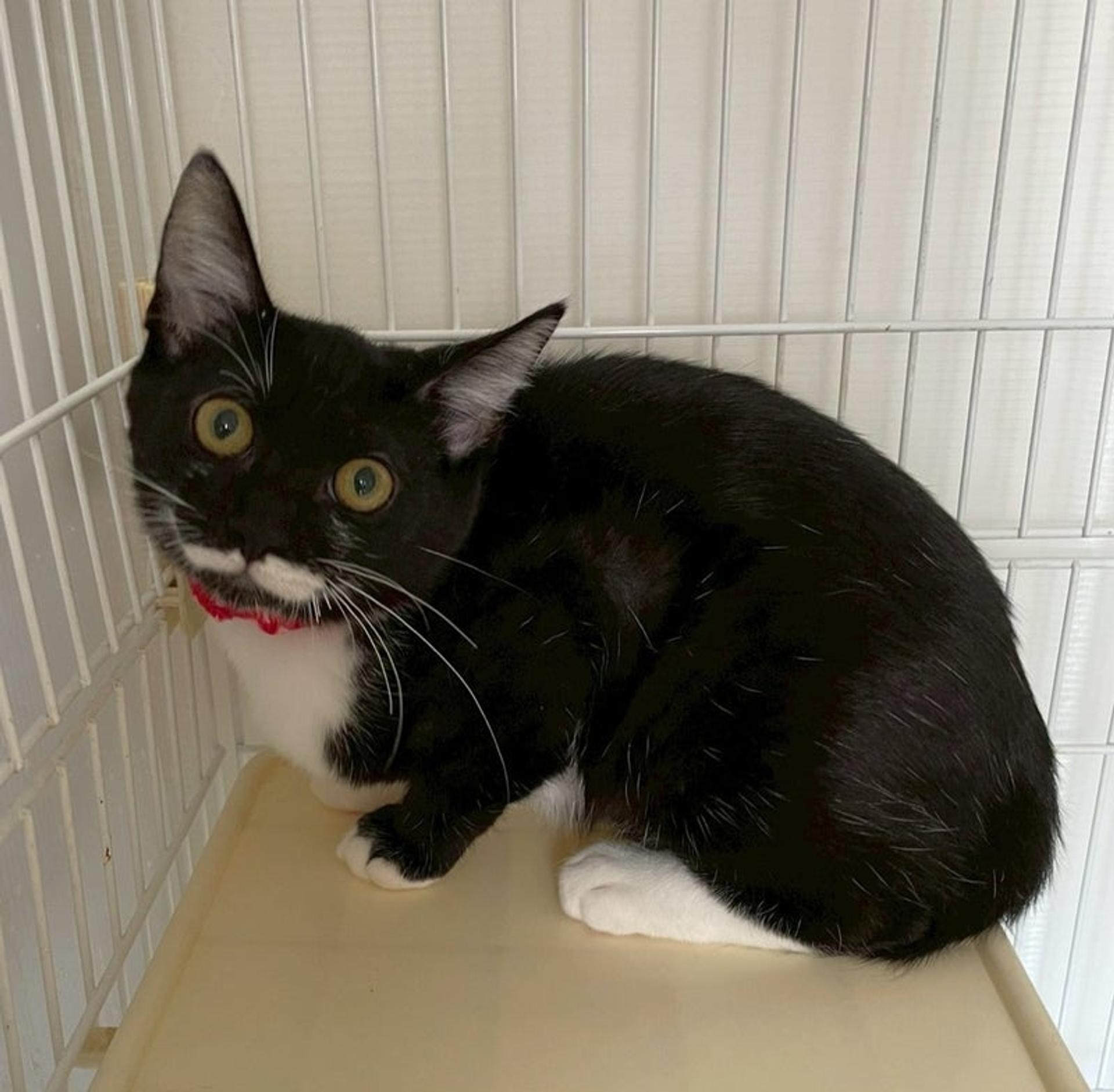 pet-image-2