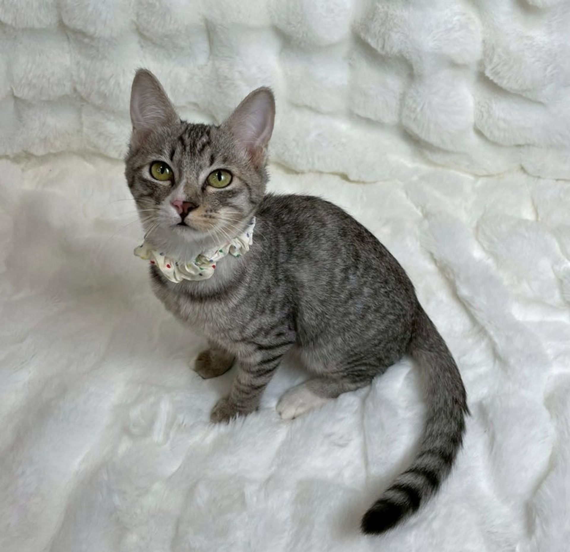 雑種（ミックス猫）・メスの里親募集の写真