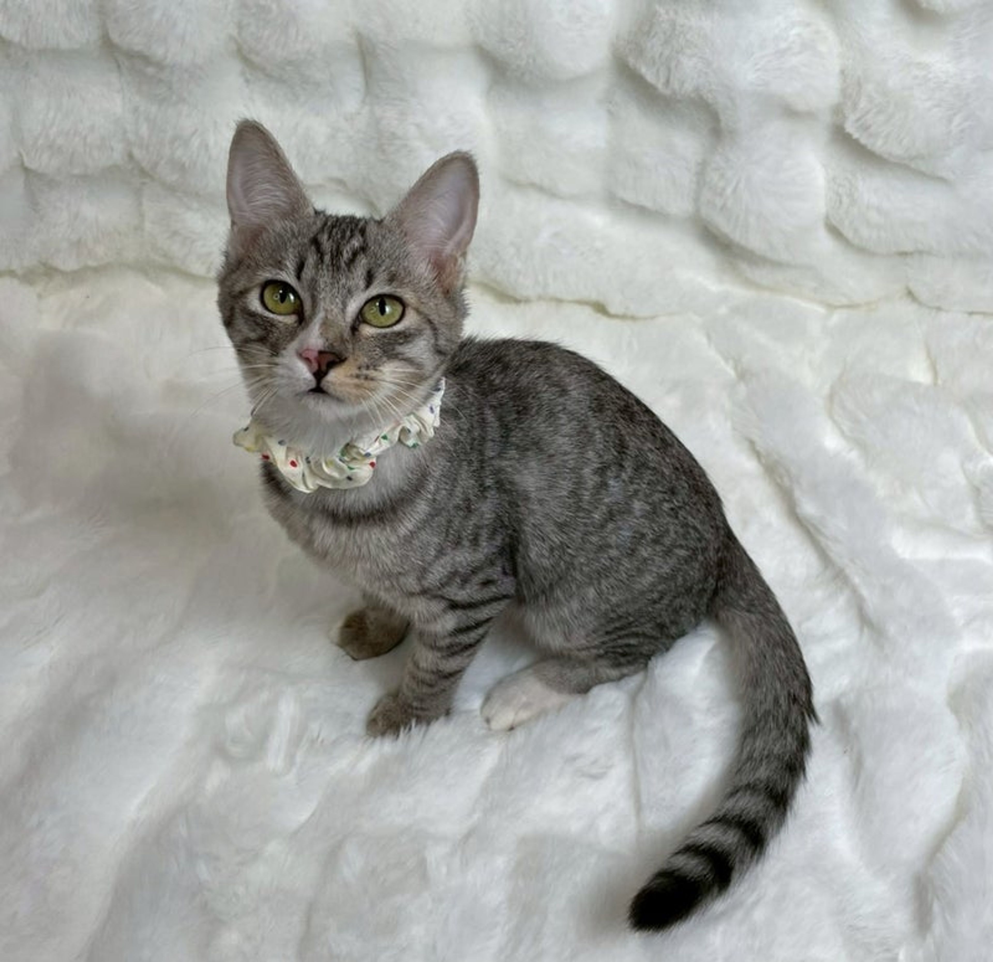 雑種（ミックス猫）・メスの里親募集の写真