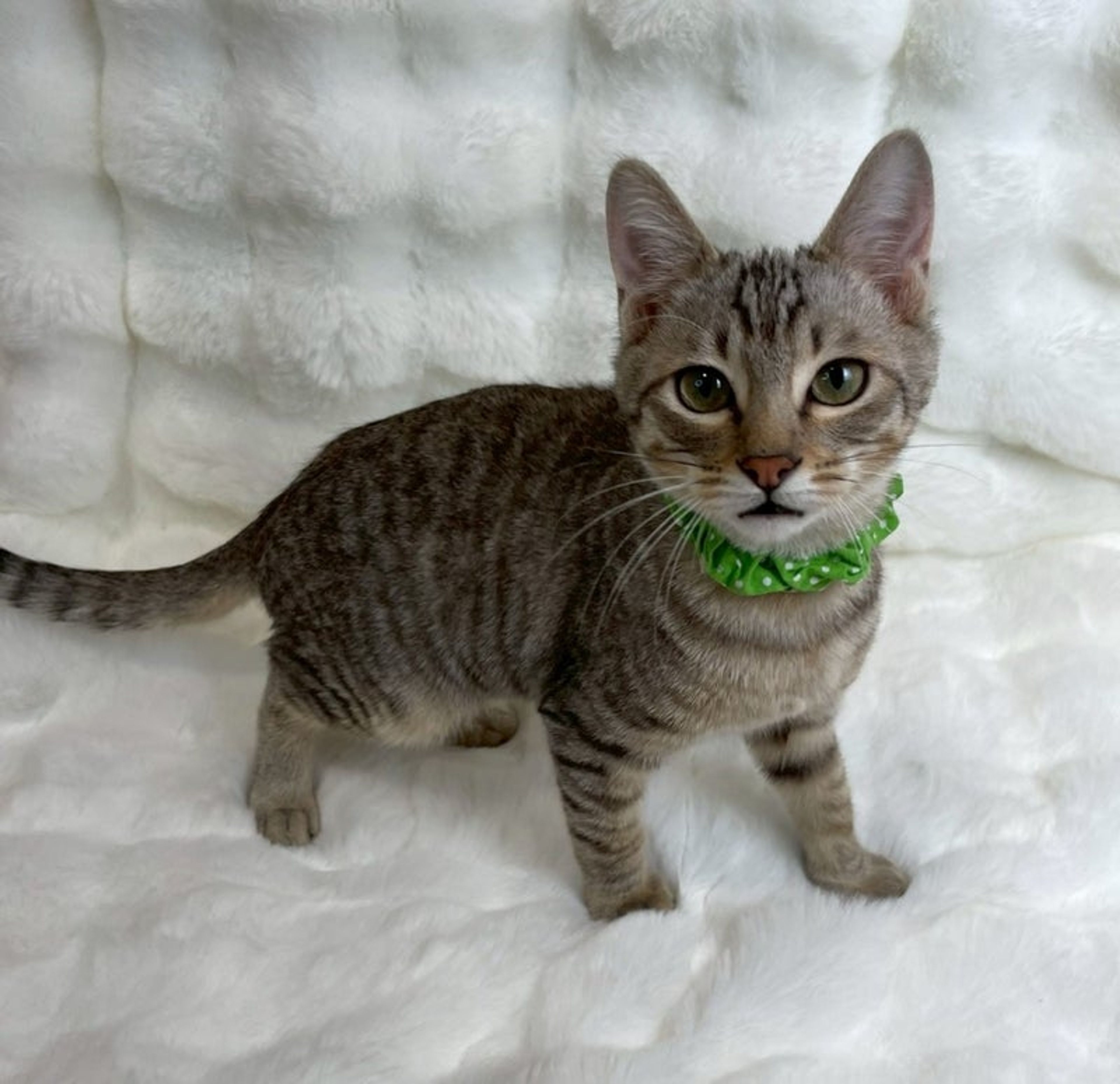 雑種（ミックス猫）・オスの里親募集の写真