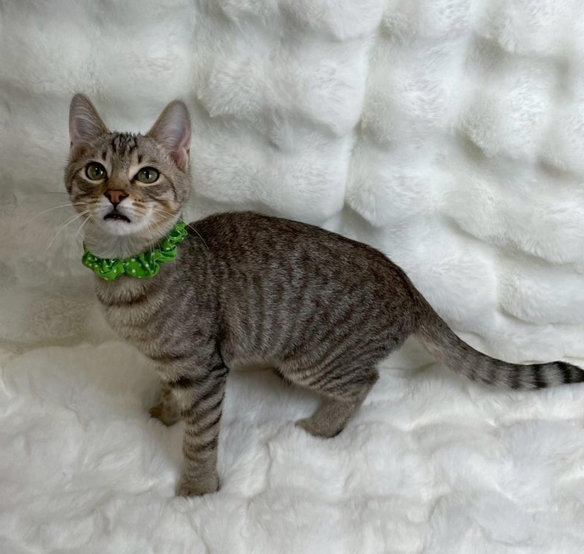 pet-image-4