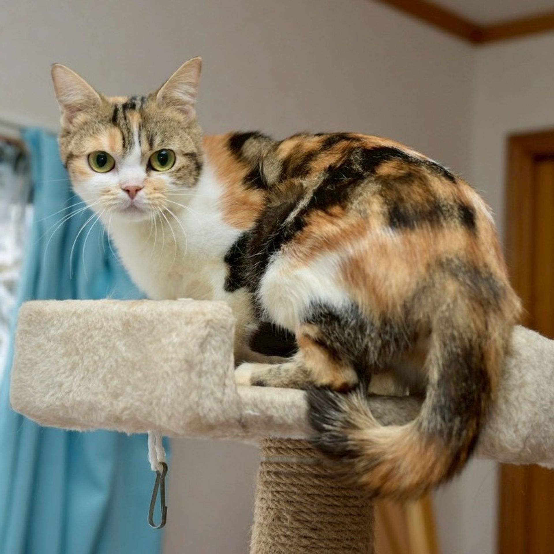 雑種（ミックス猫）・メスの里親募集の写真