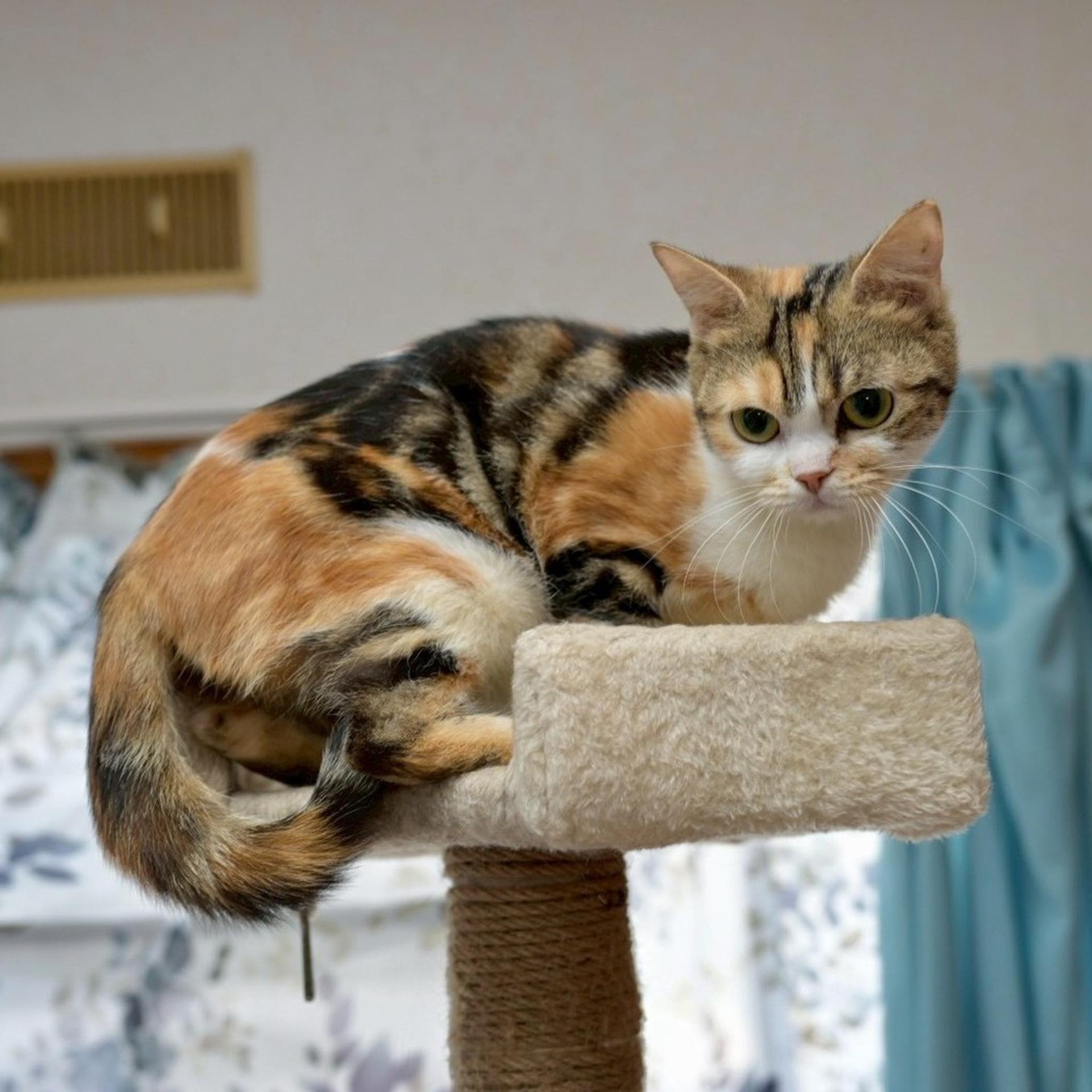 pet-image-2