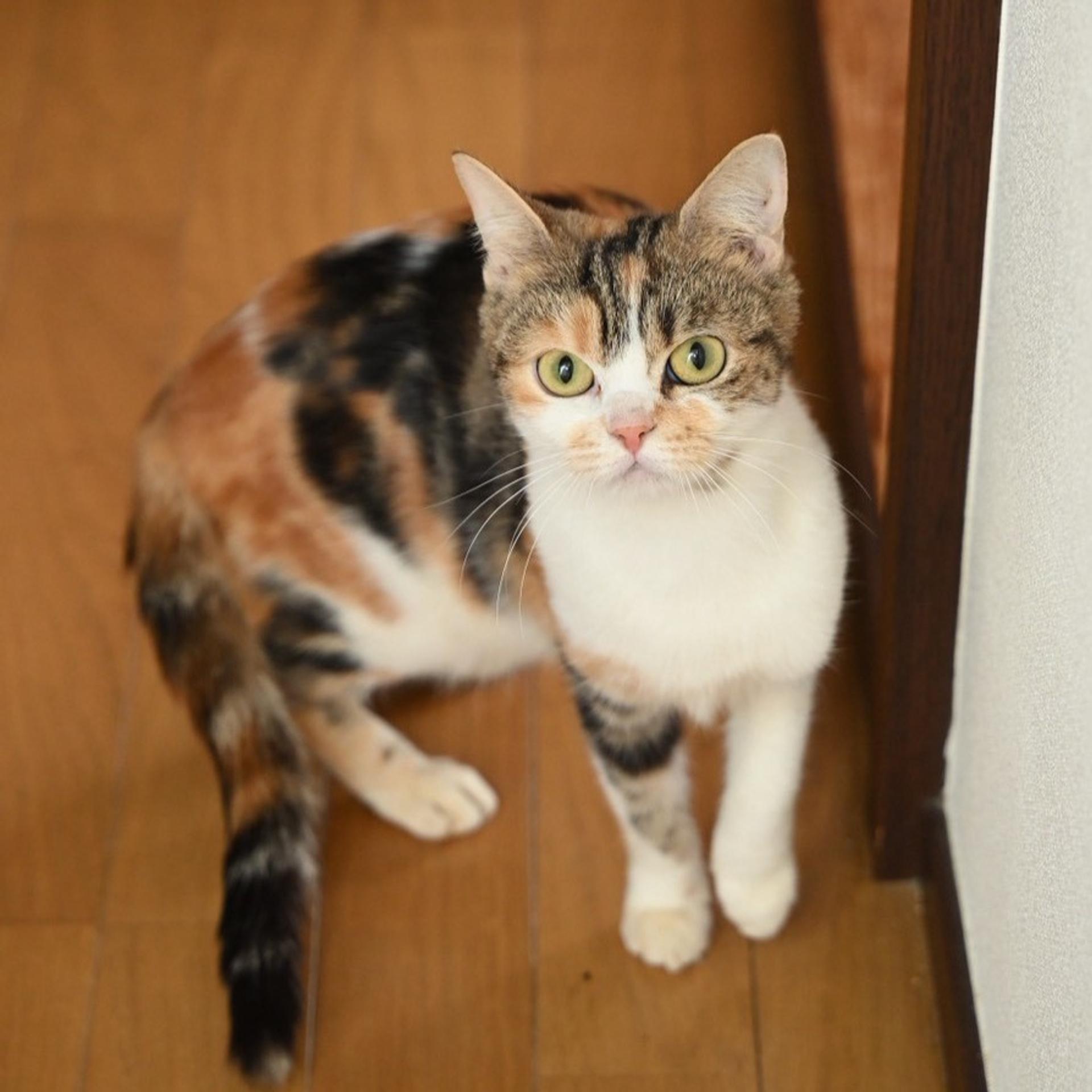 pet-image-5