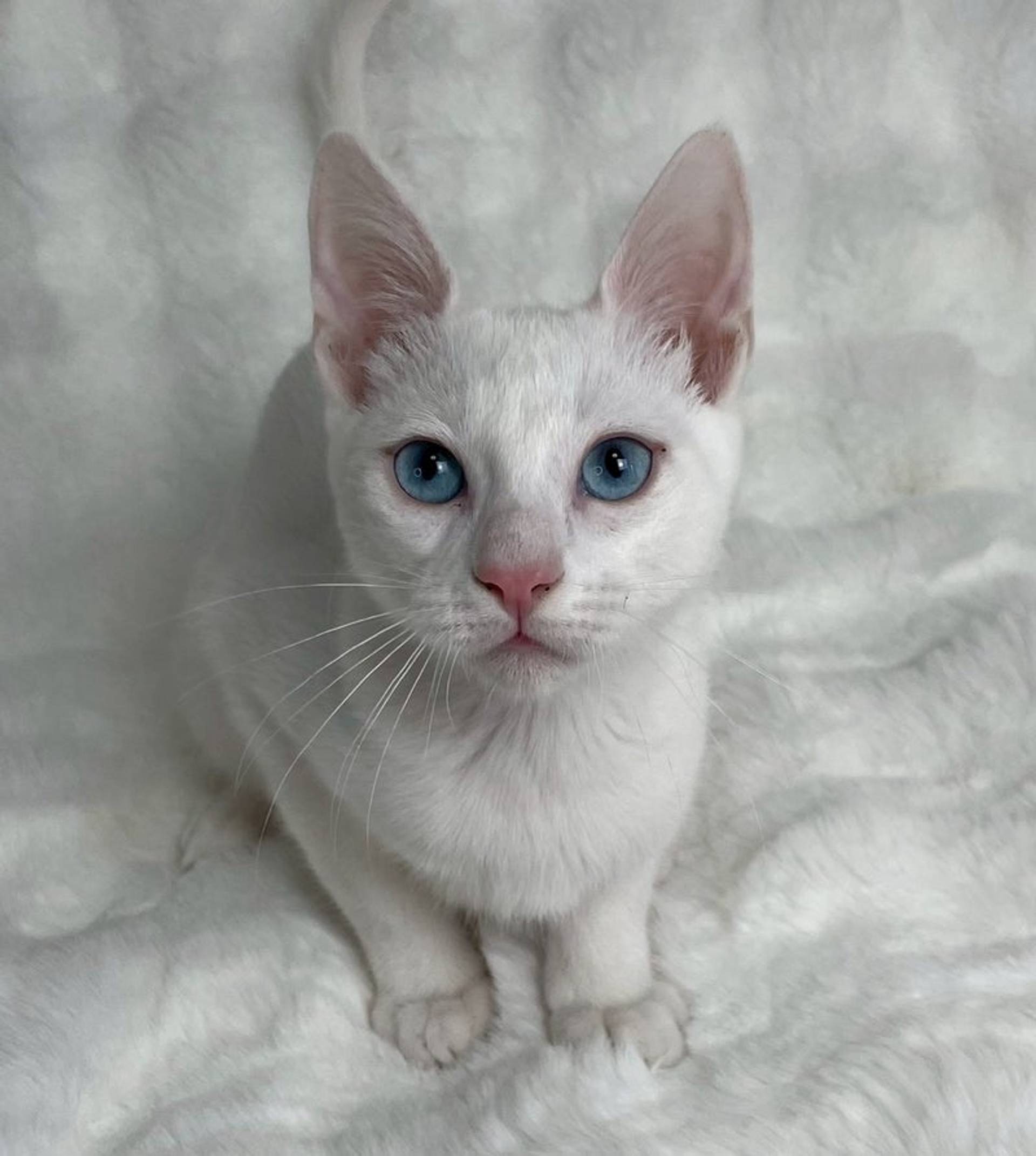 雑種（ミックス猫）・オスの里親募集の写真