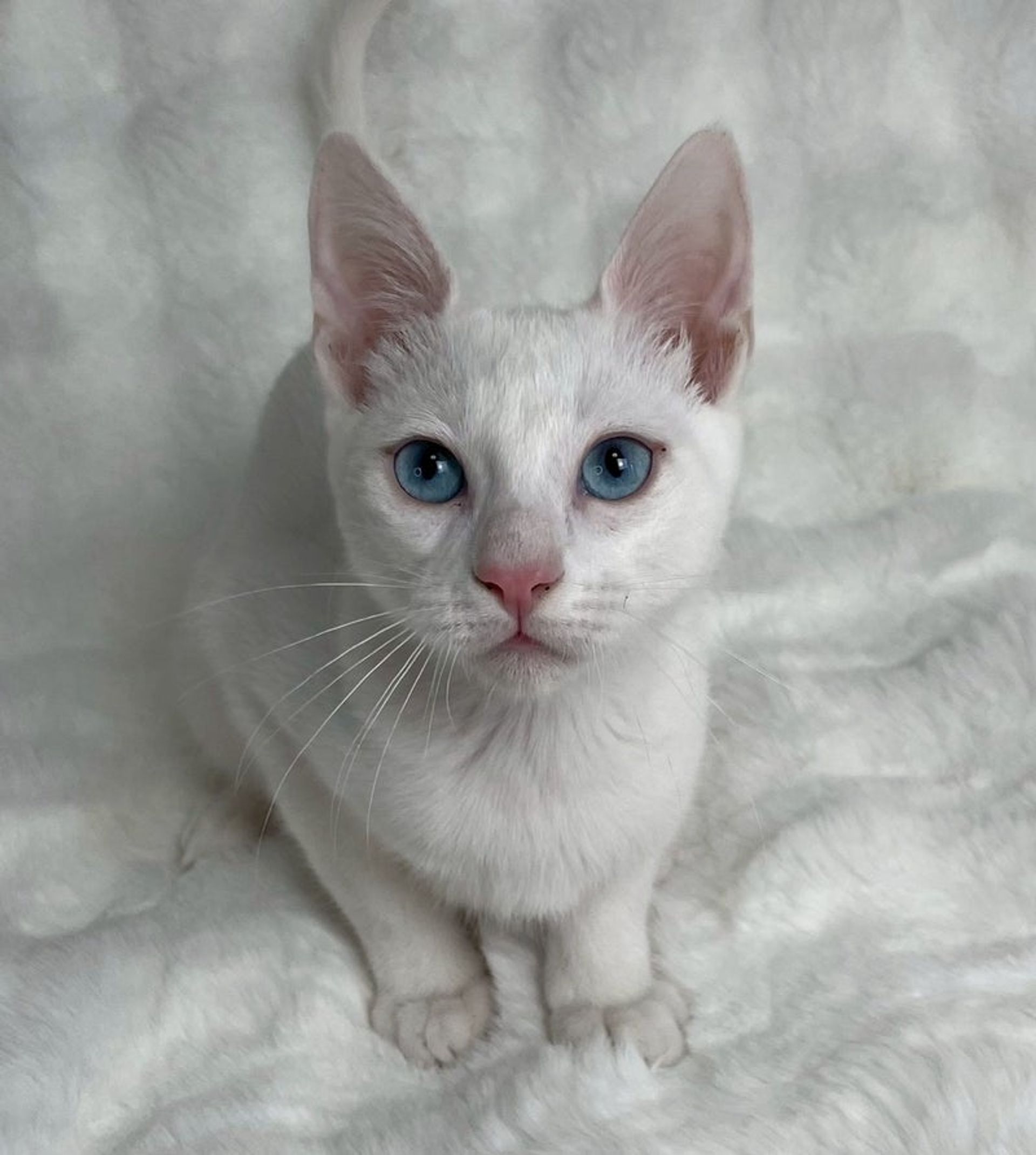 雑種（ミックス猫）・オスの里親募集の写真