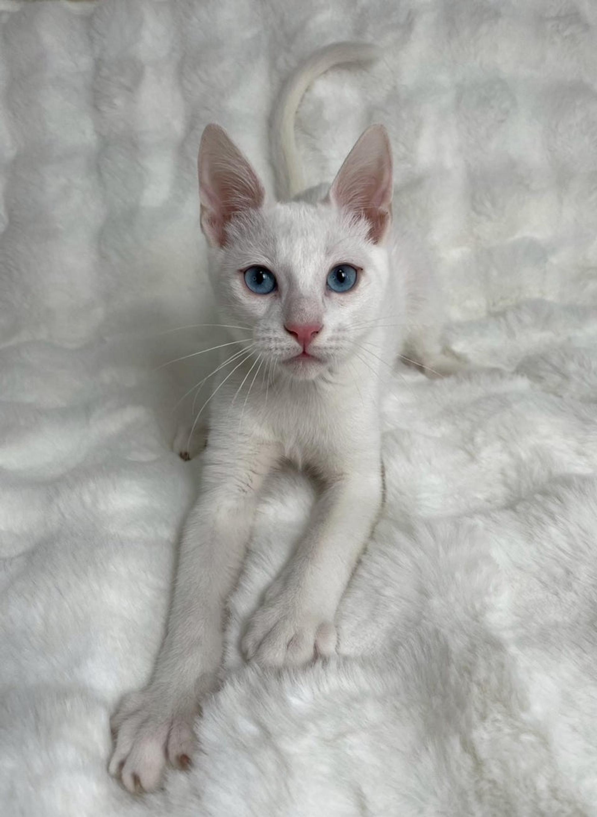 pet-image-4