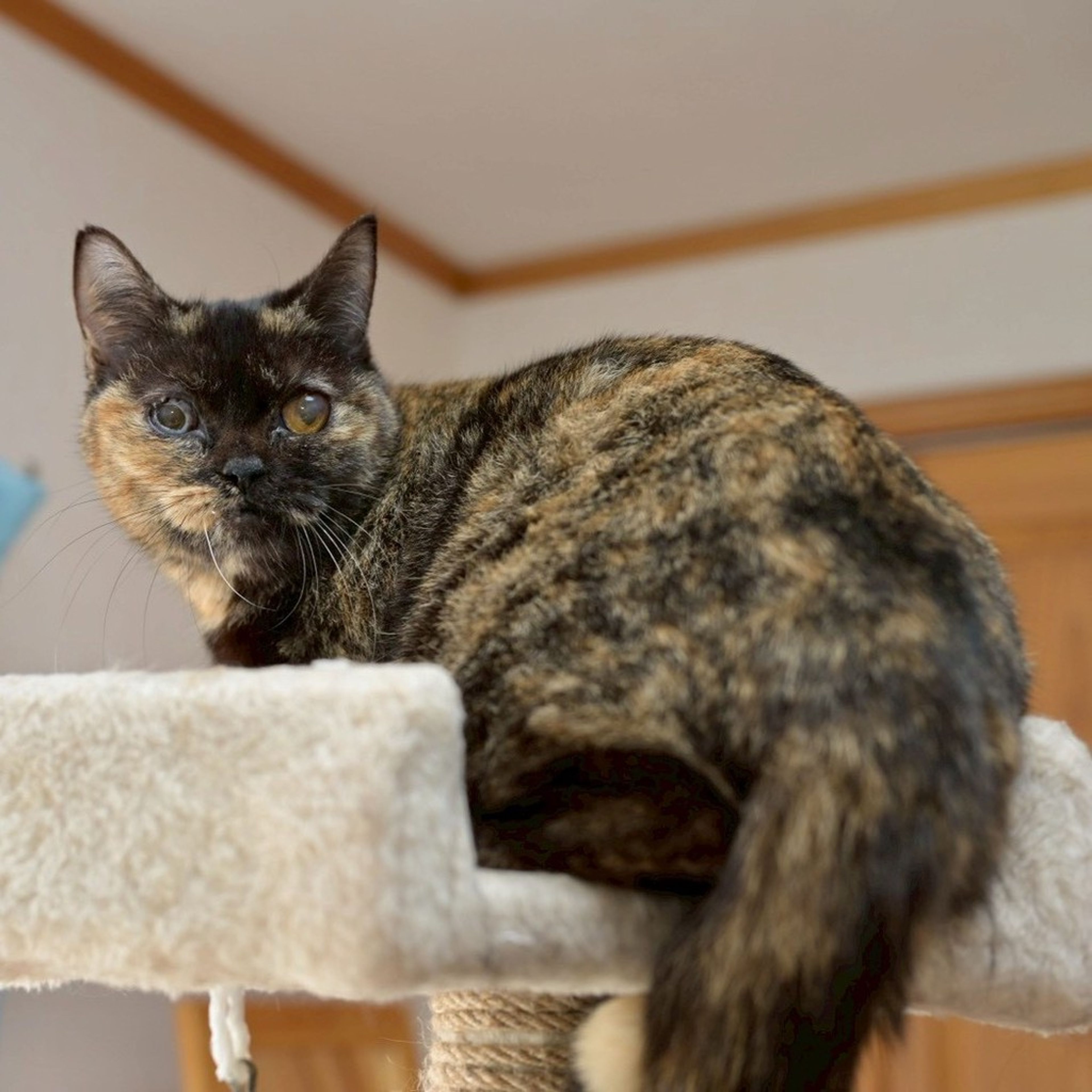 雑種（ミックス猫）・メスの里親募集の写真