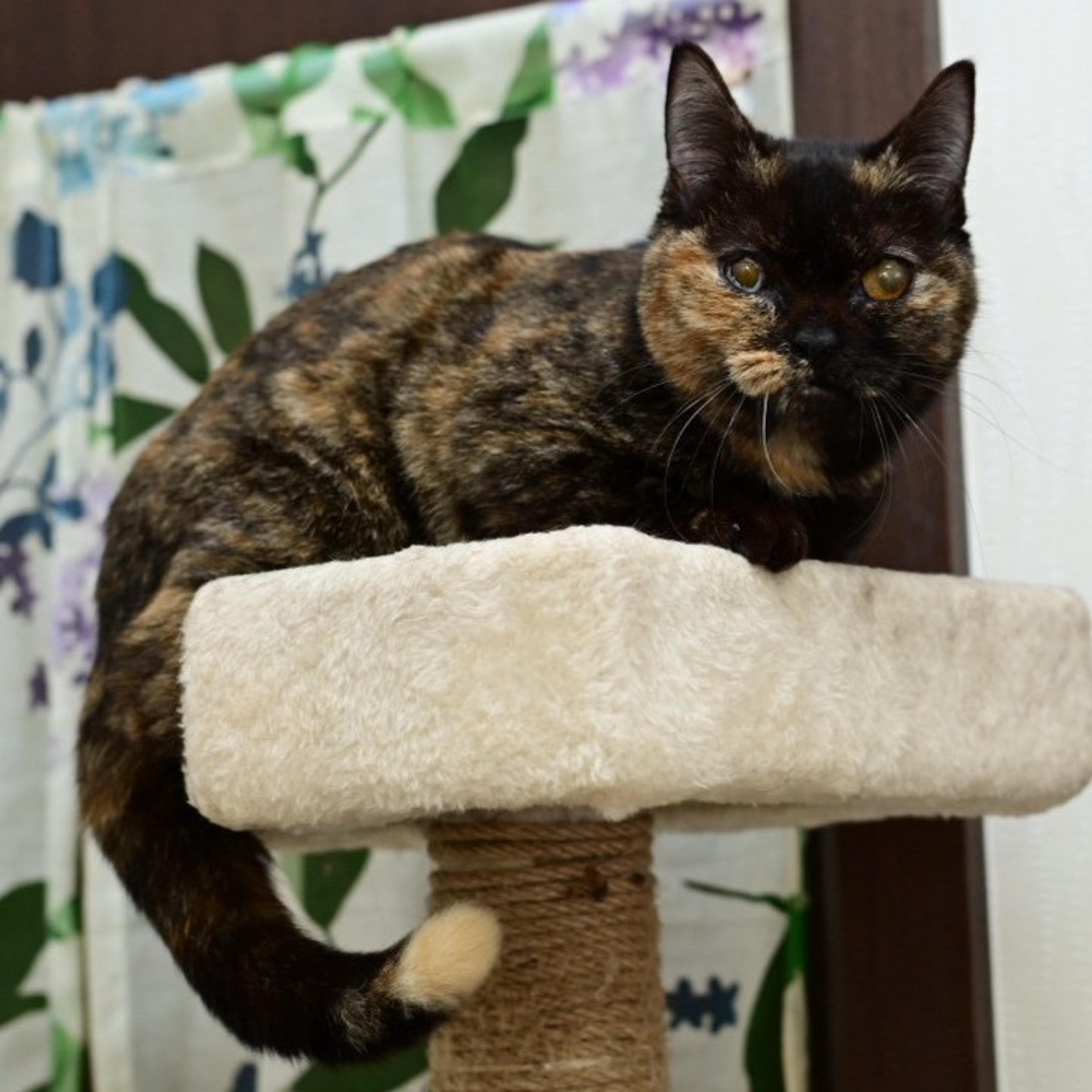 pet-image-2