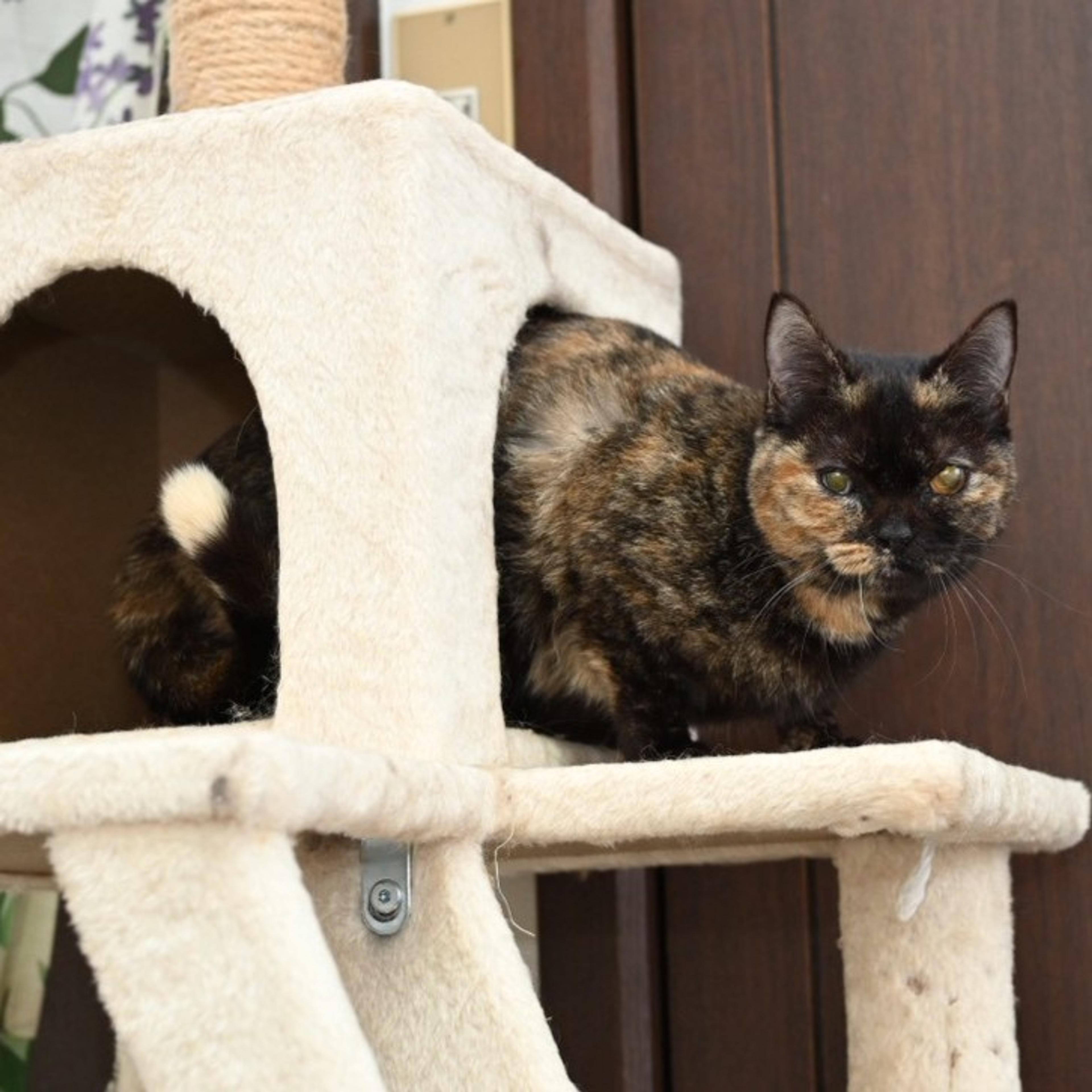 pet-image-3