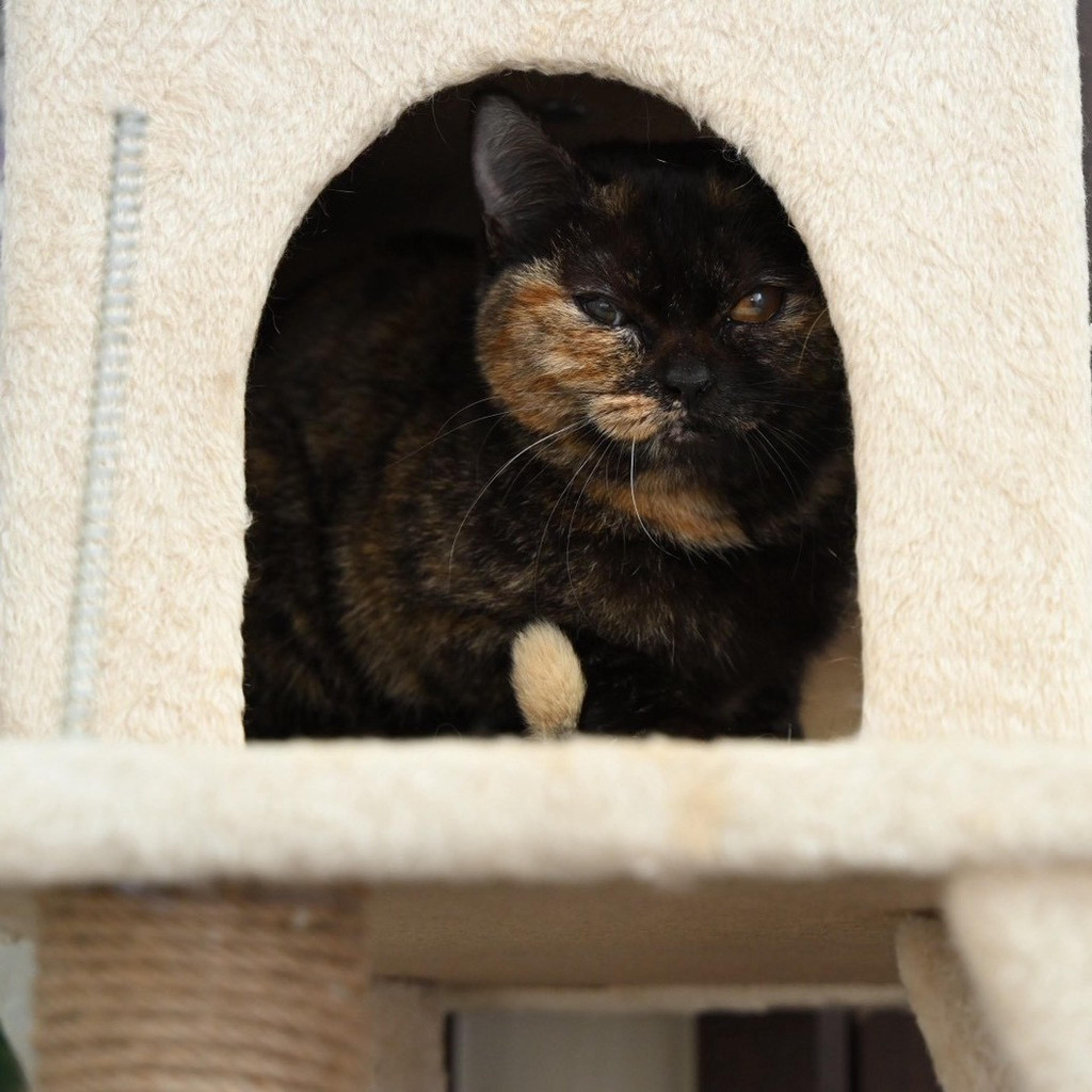 pet-image-4