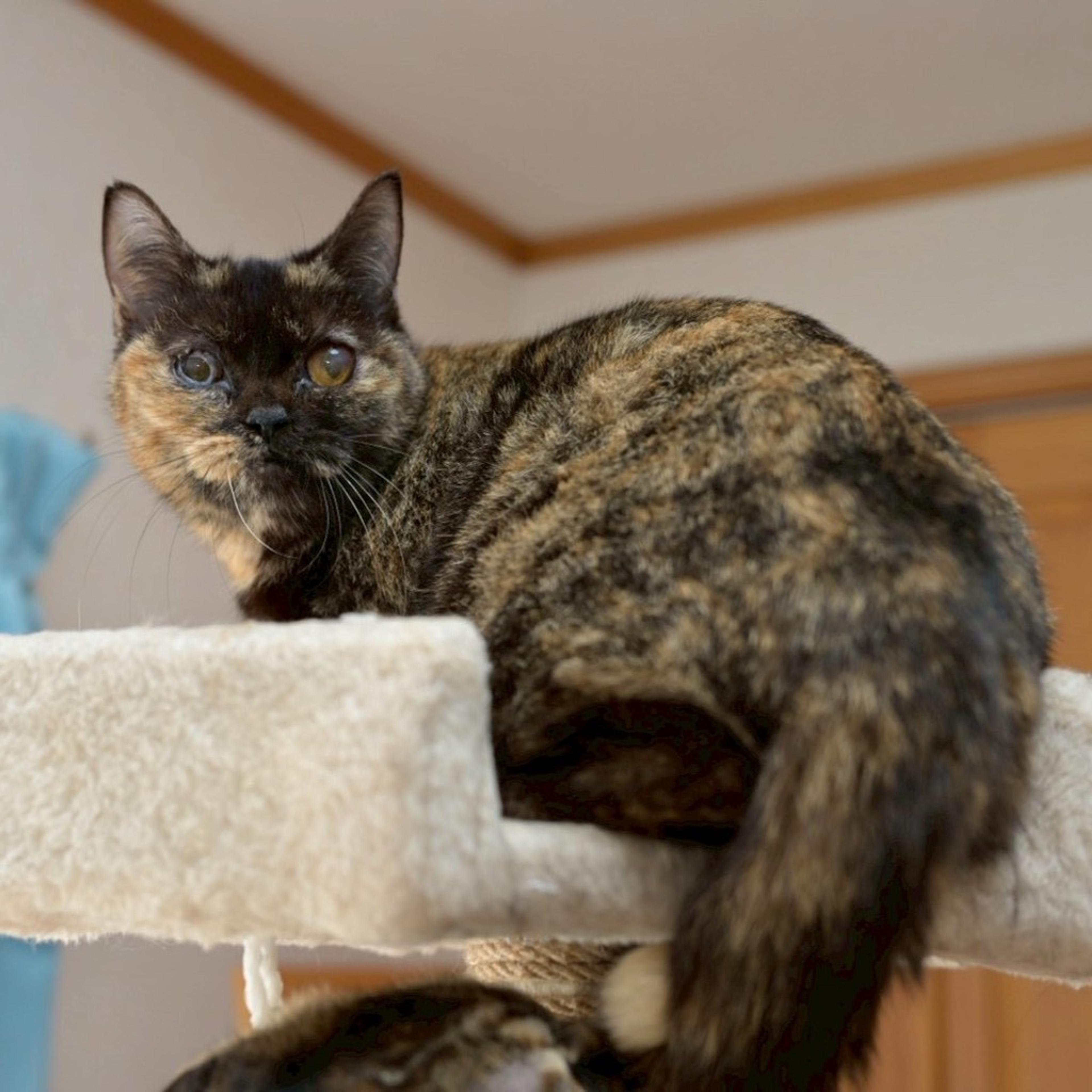 pet-image-7
