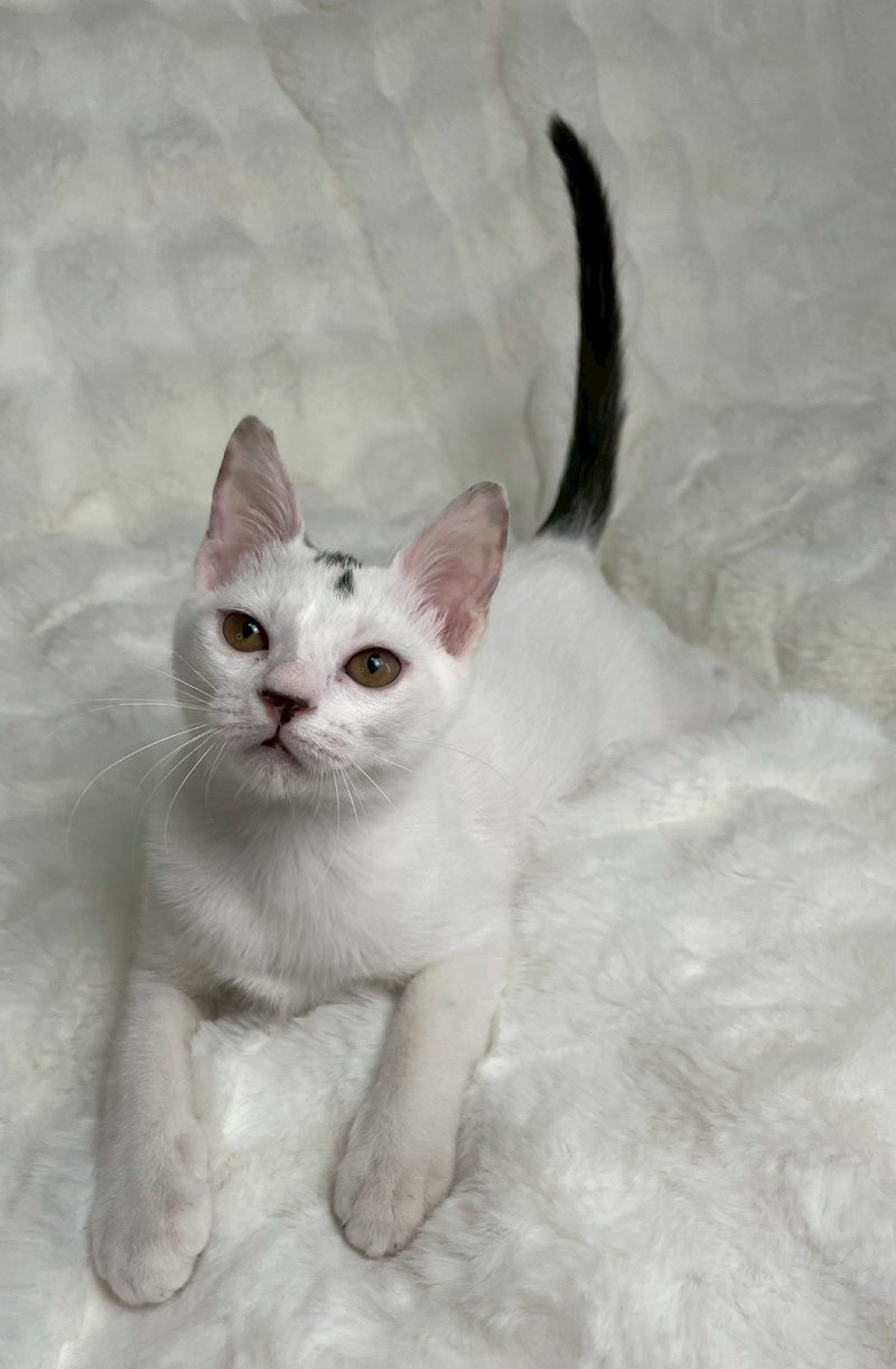 雑種（ミックス猫）・メスの里親募集の写真