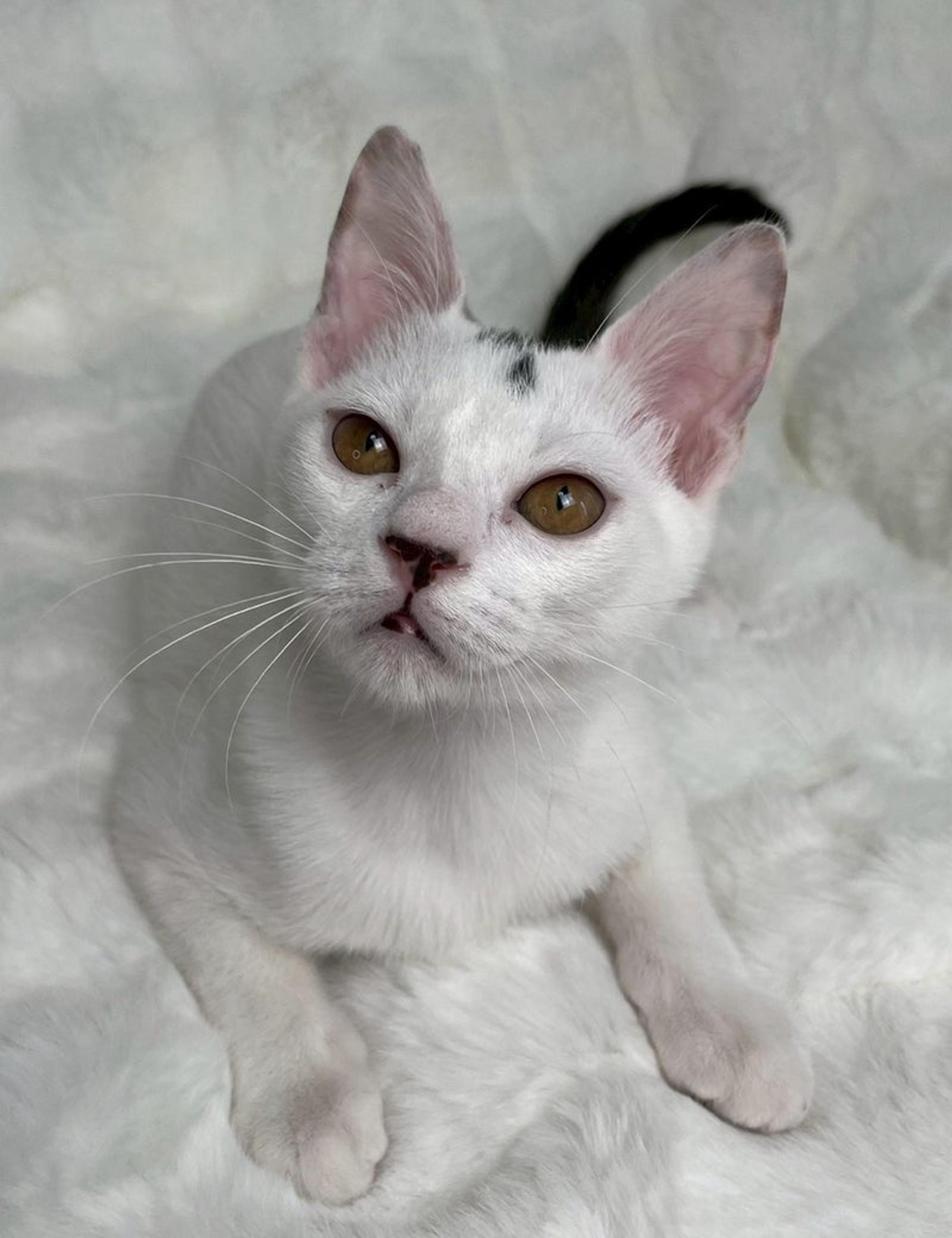 pet-image-2
