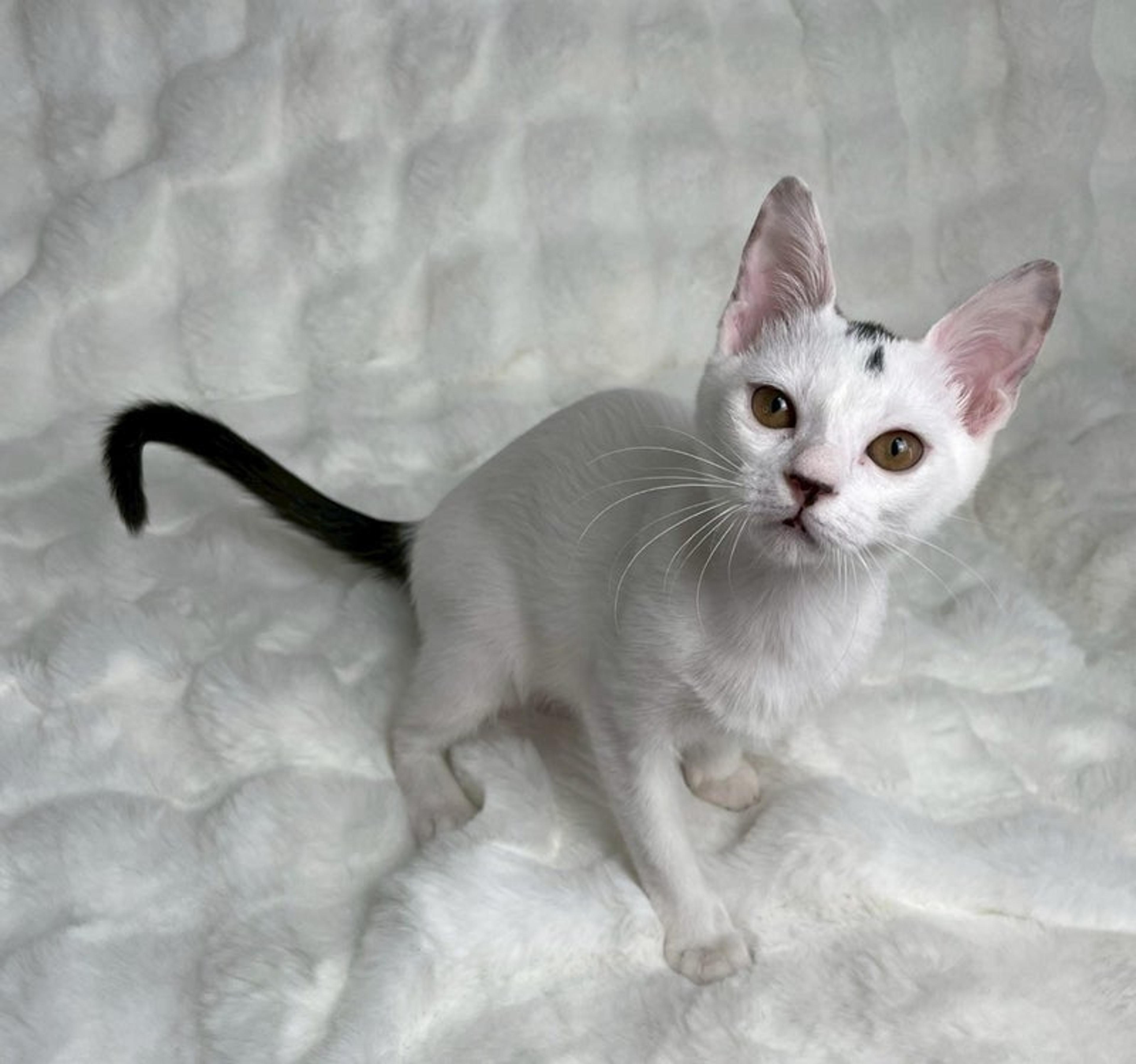 pet-image-3