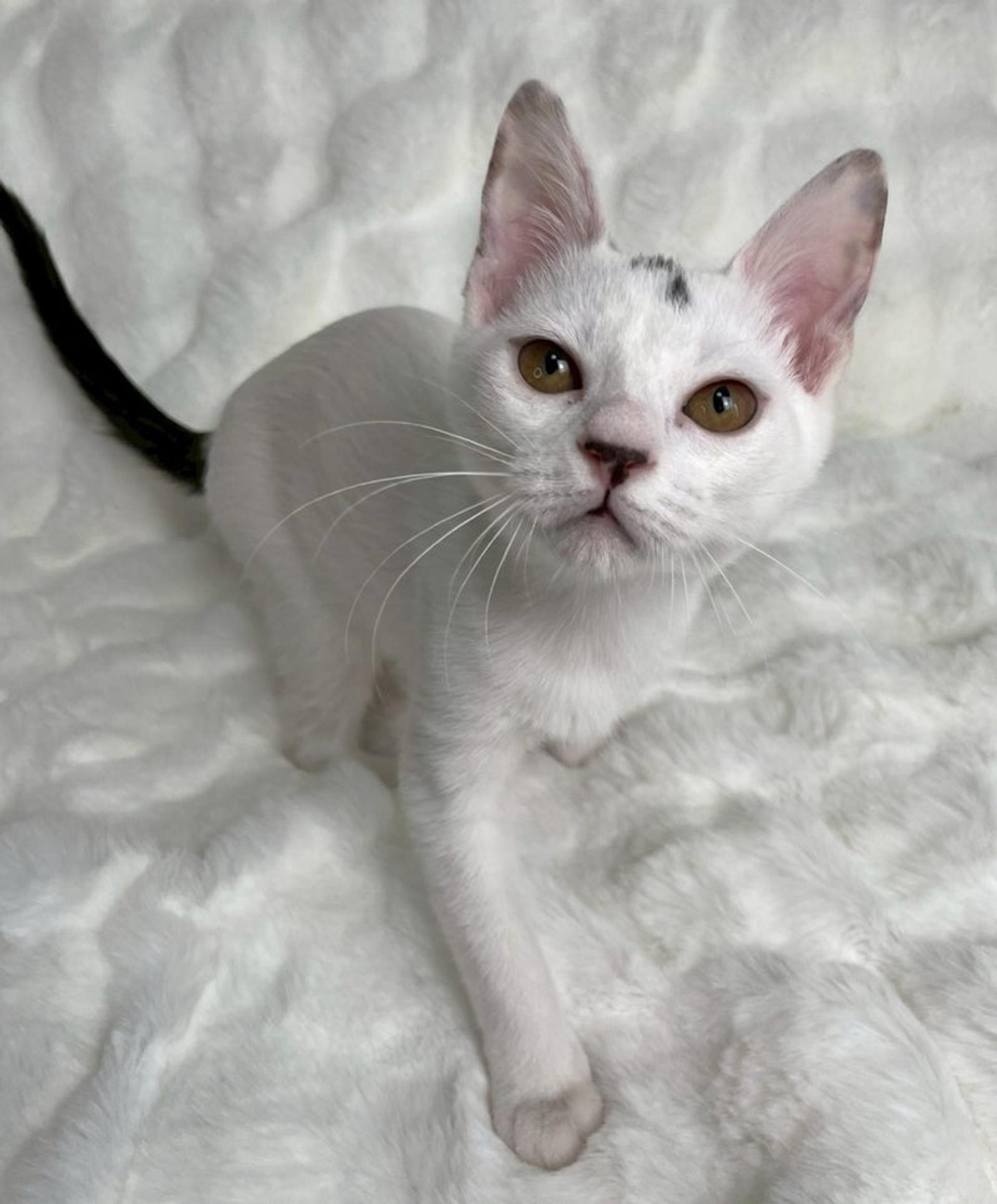 pet-image-4