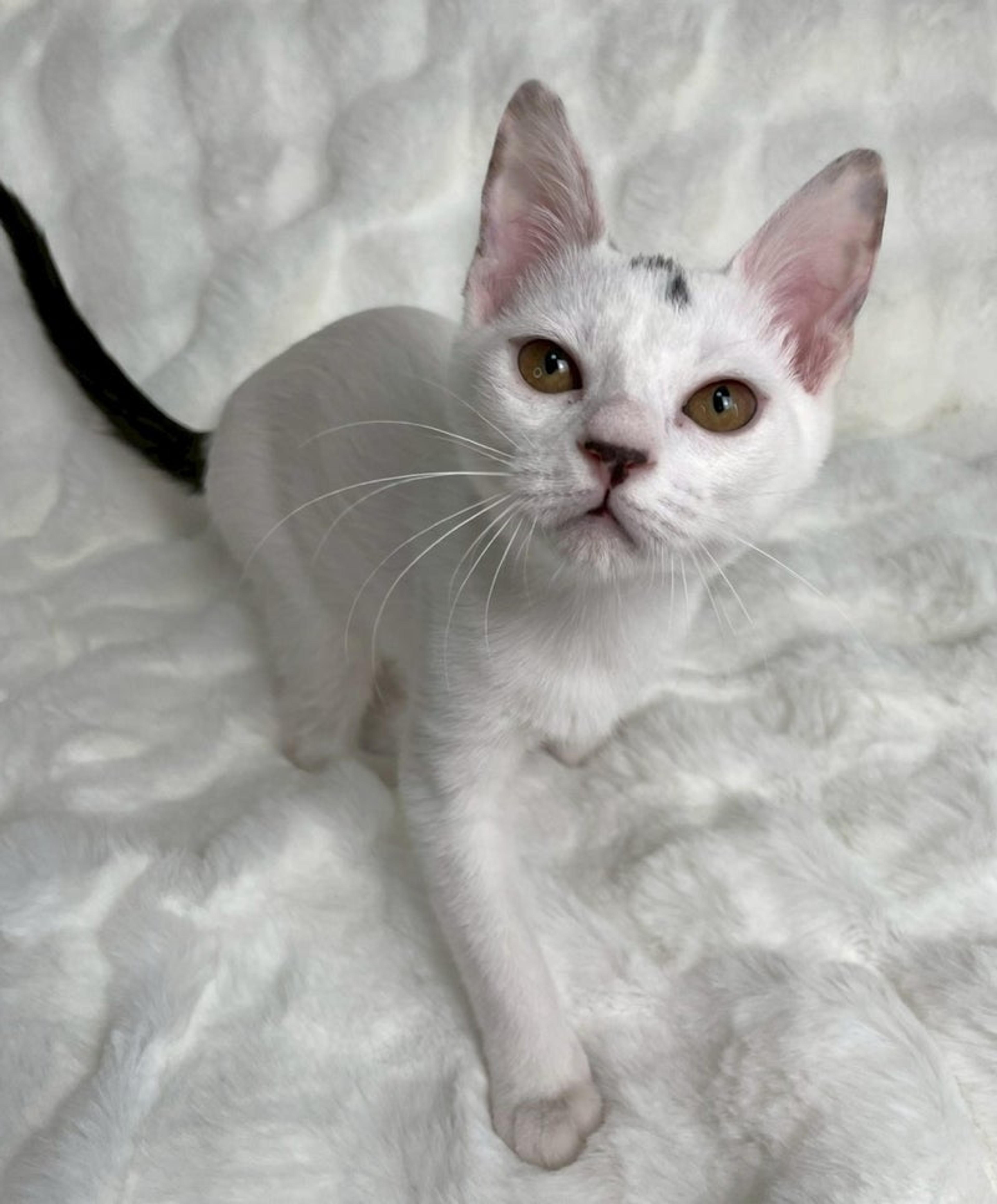 pet-image-4